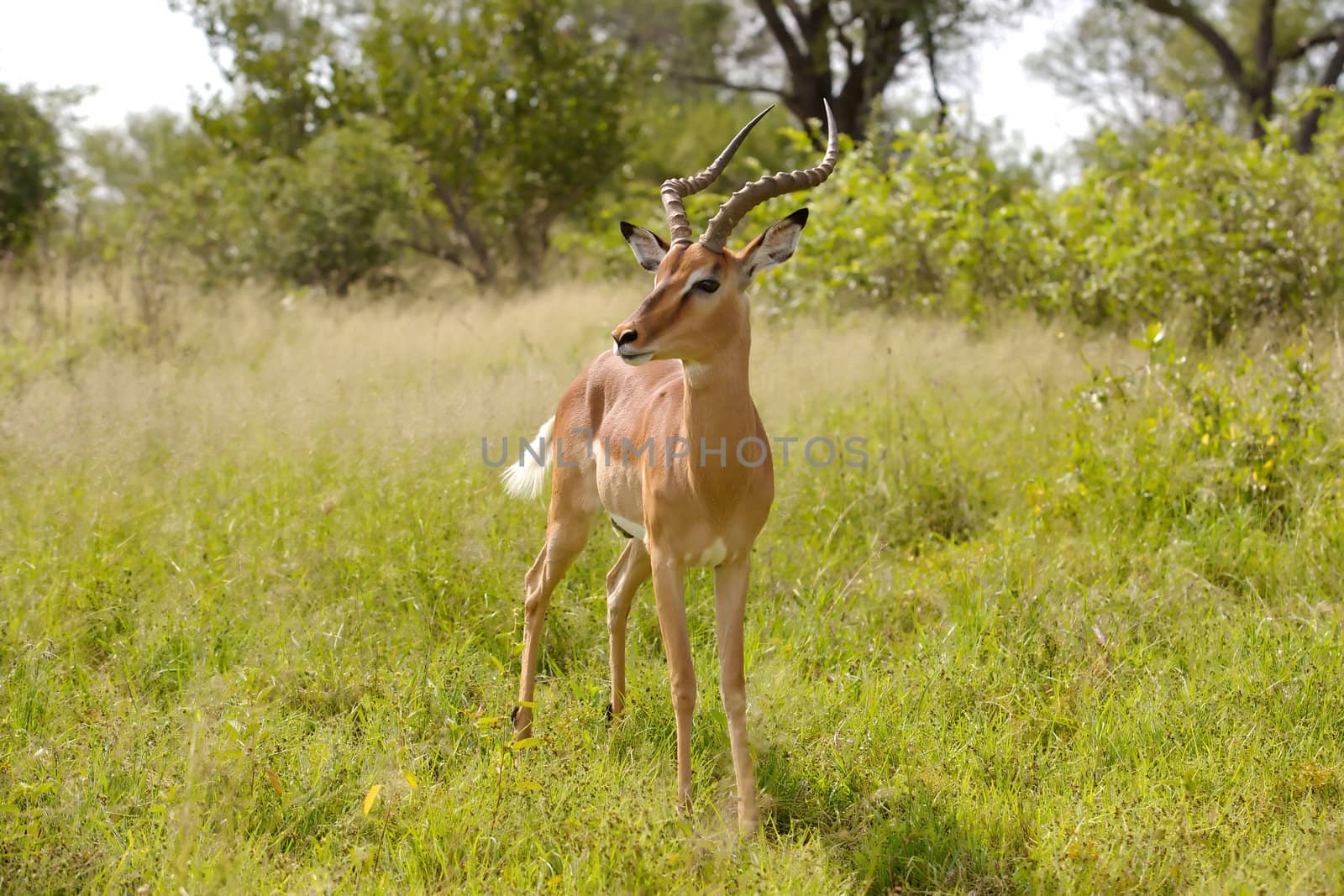 Impala ram (Aepyceros melampus), Kruger National Park, South Africa.