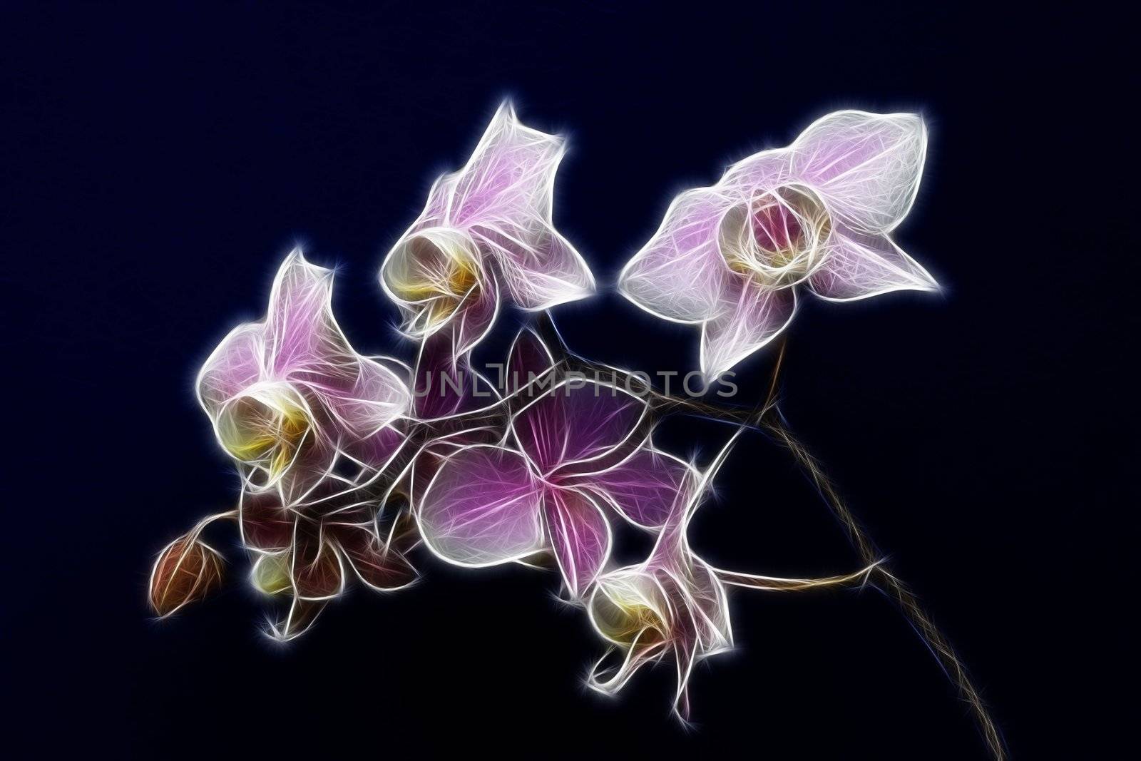 An artistic impression of a minature orchid spray.