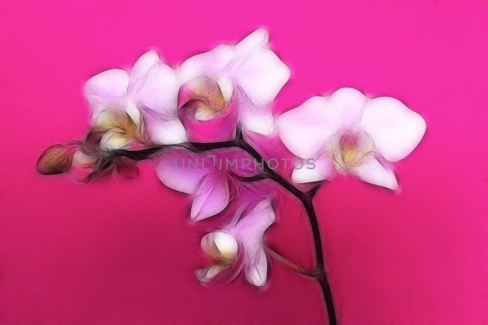 An artistic impression of a minature orchid spray.