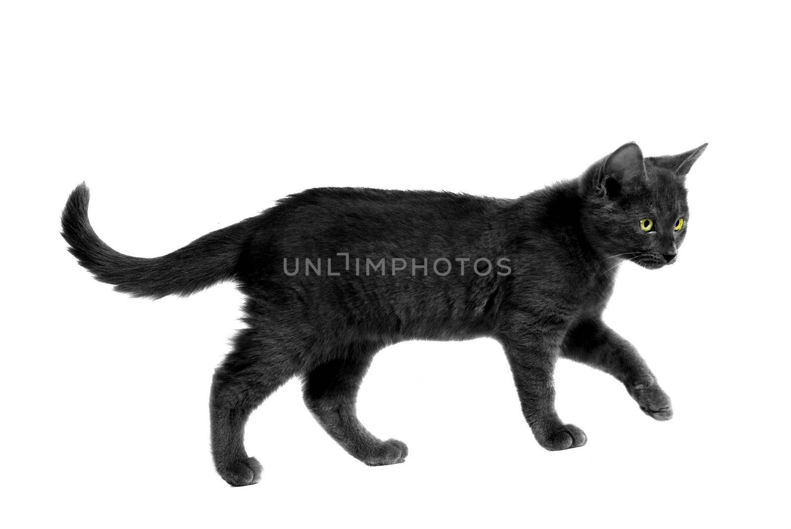 Black cat with yellow eyes walking on white