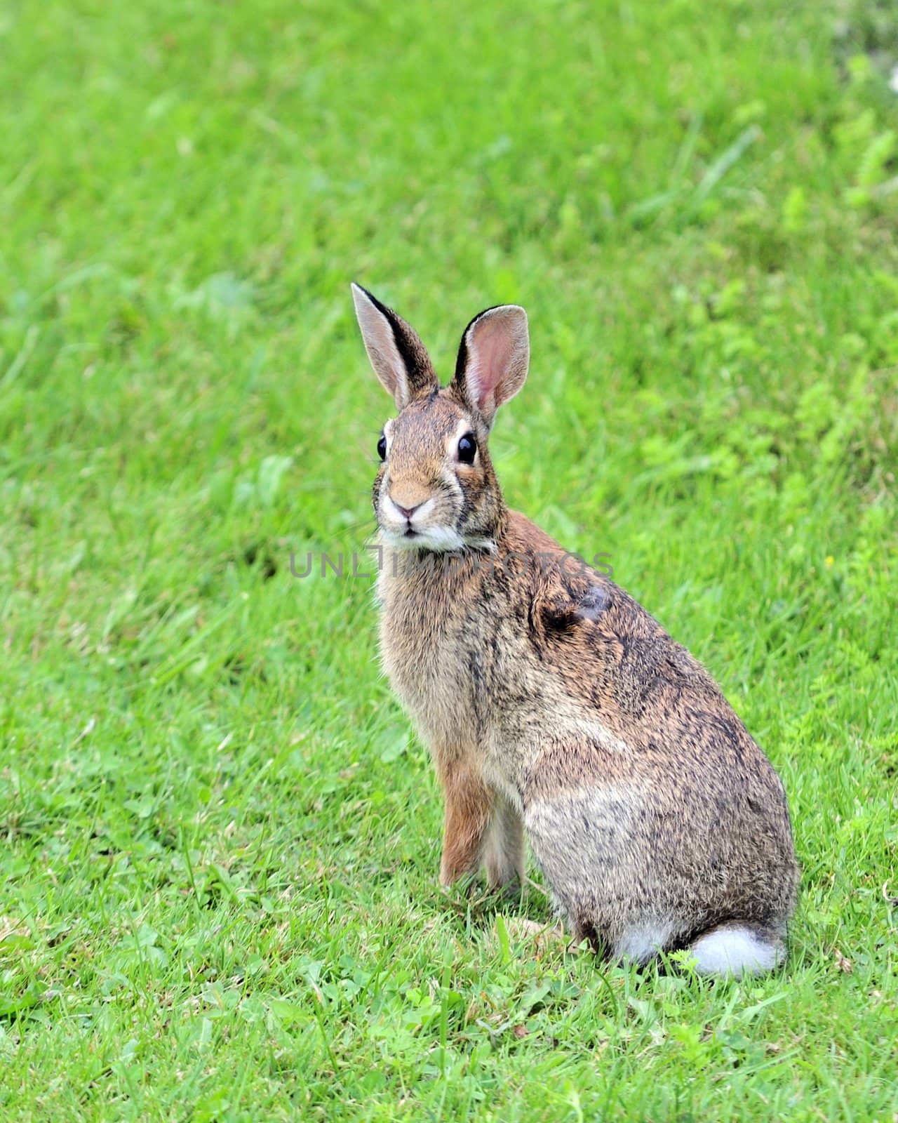 Cottontail Rabbit by brm1949