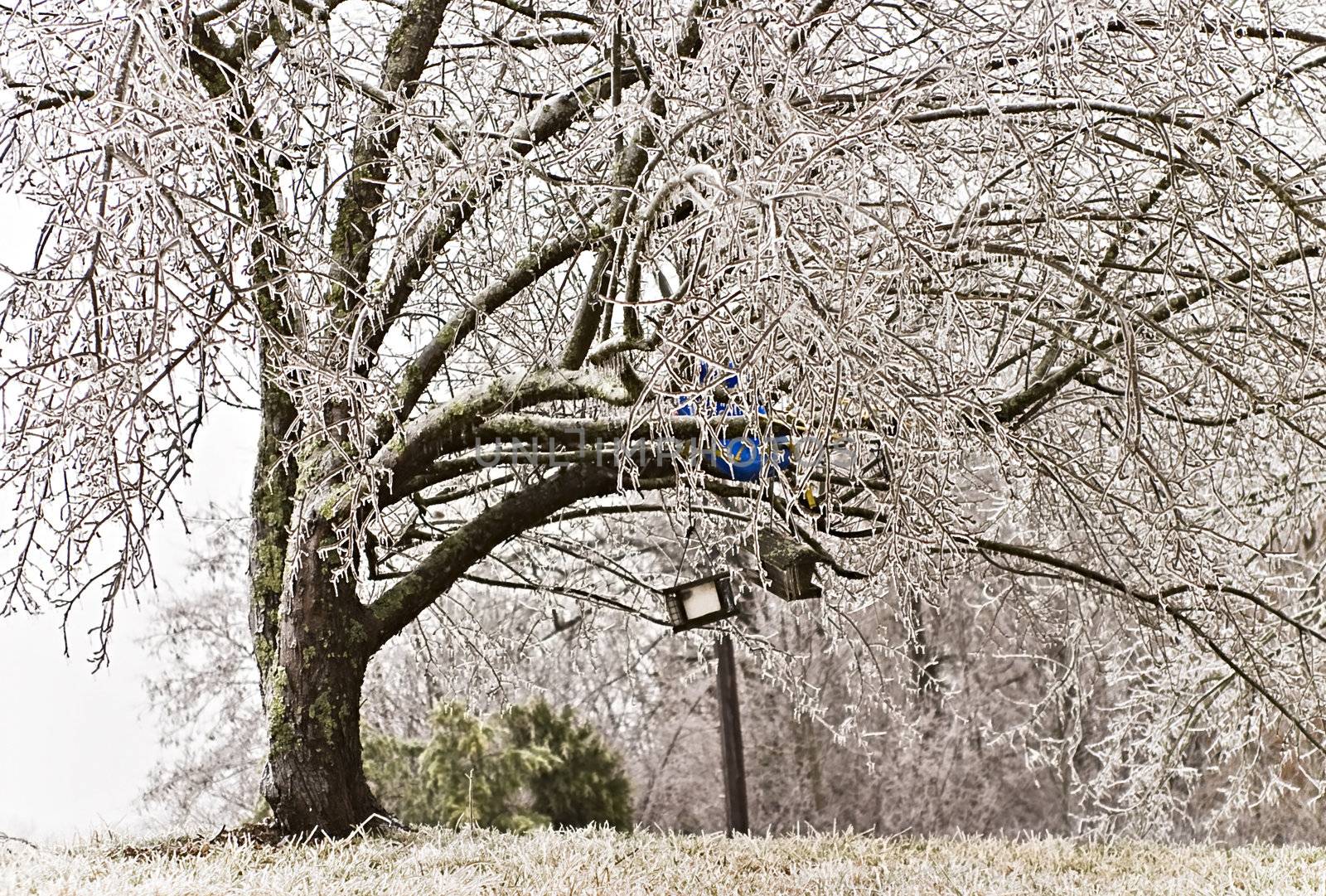 tree covered in ice from 2009 ice storm in KY

