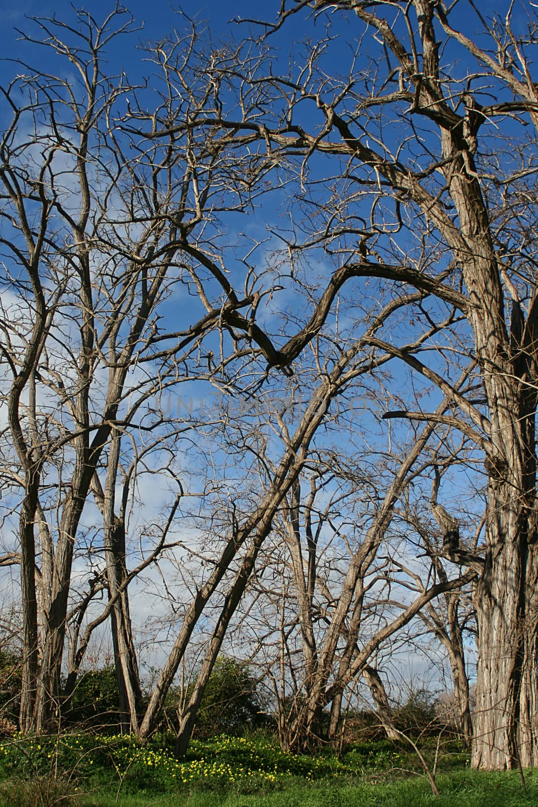 Dry trees in Clot de la Mare de Deu