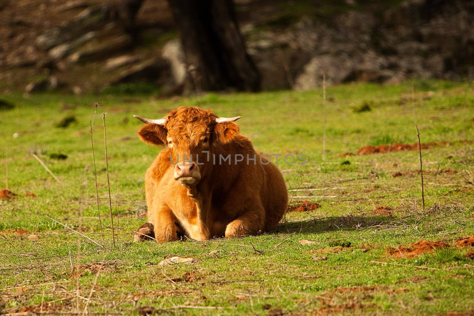 The bull lays on a grass and looks at us 
