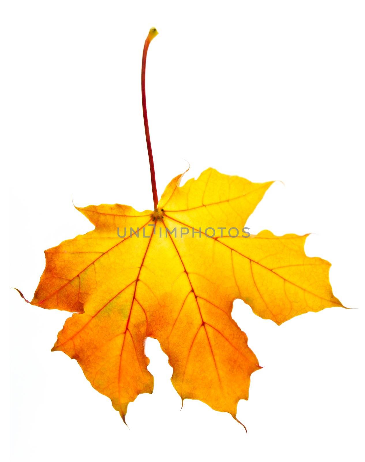 One fall maple leaf isolated on white background