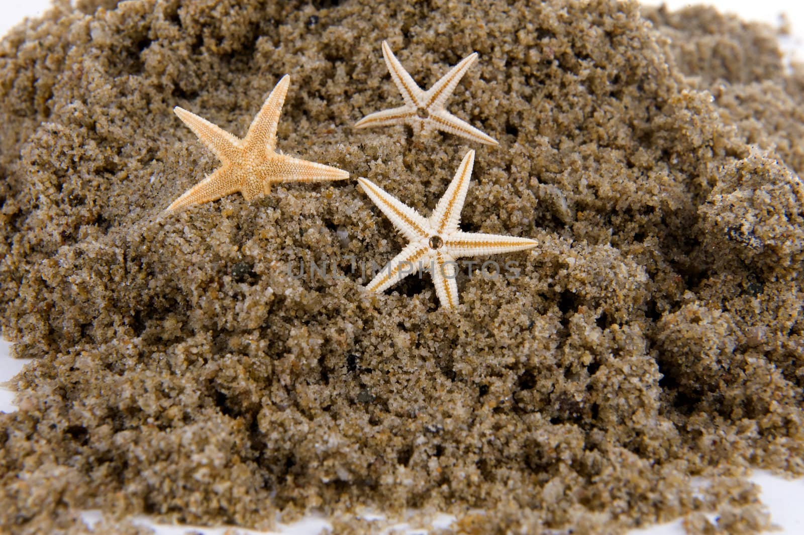 closeup of sand and three seastars