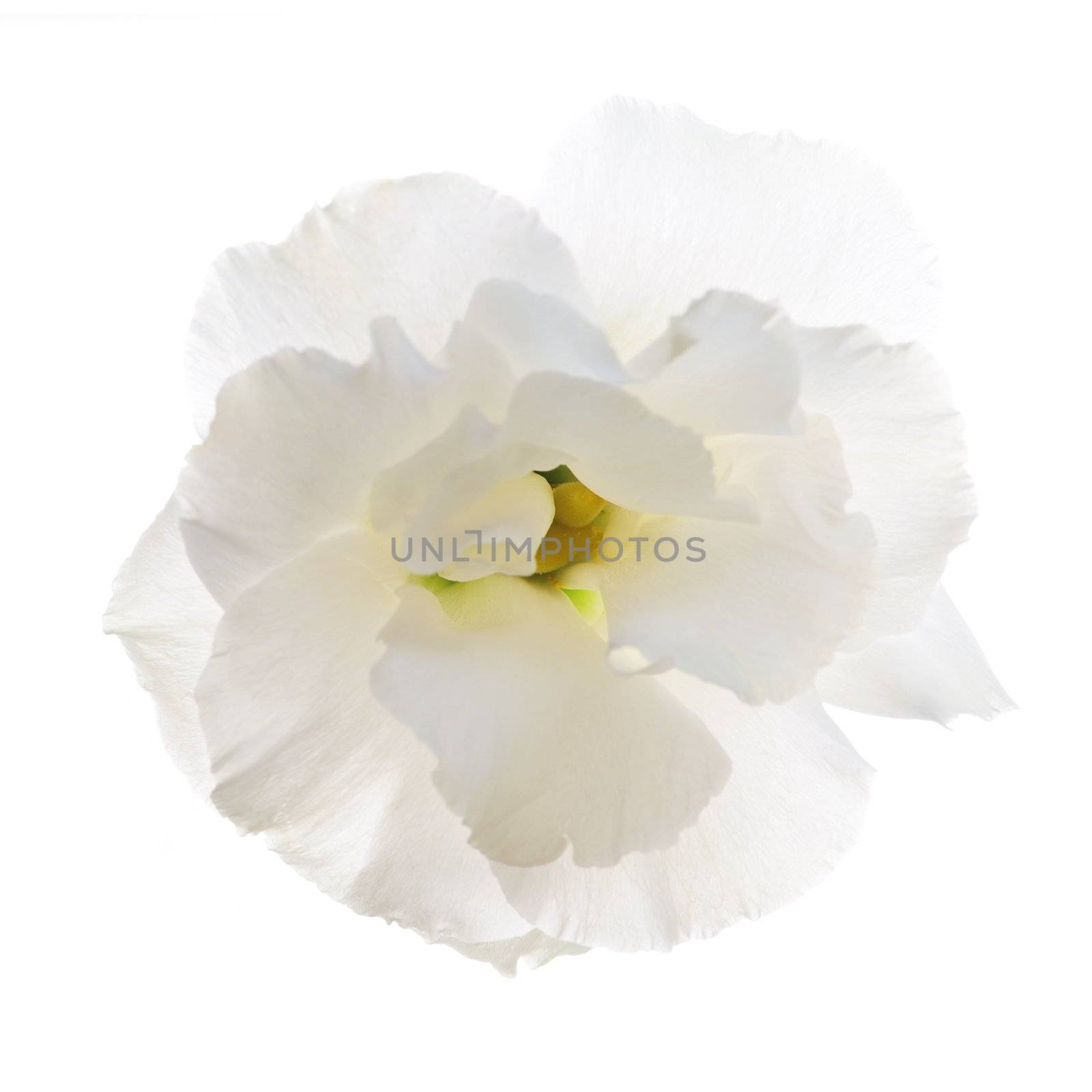 Flower called prairie rose isolated on white background
