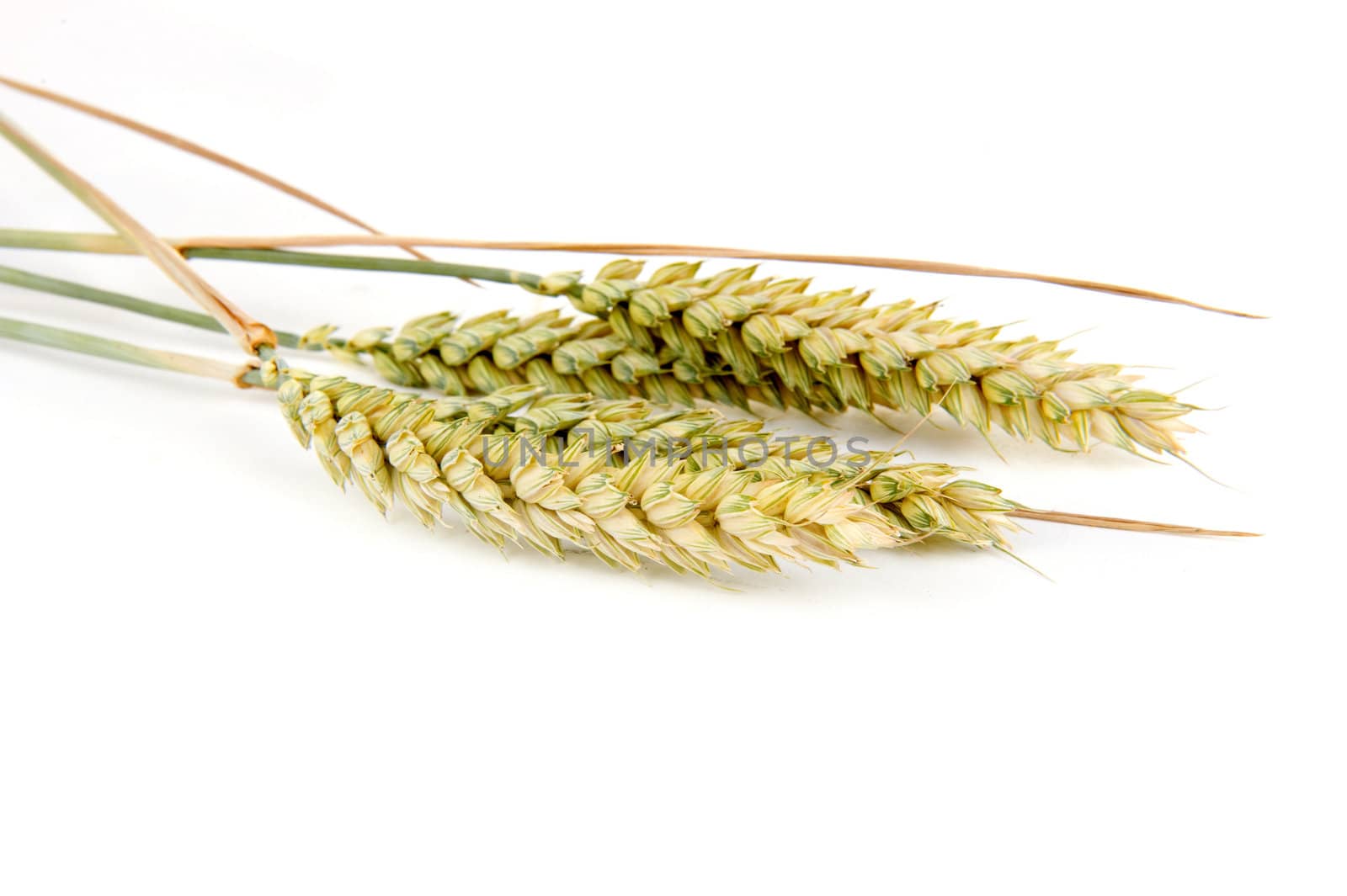 grain on a white background