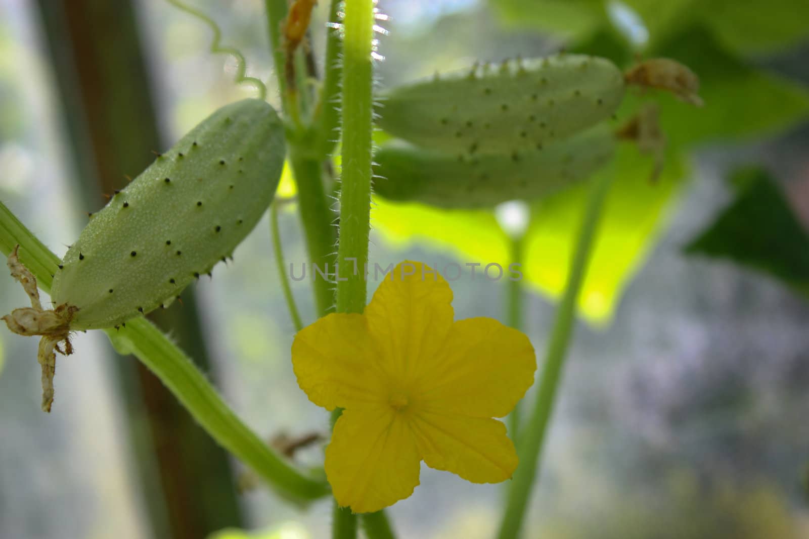 small cucumber, grows cucumbers, summer vegetables, the food at this bed, green cucumber, growing cucumbers, young cucumber