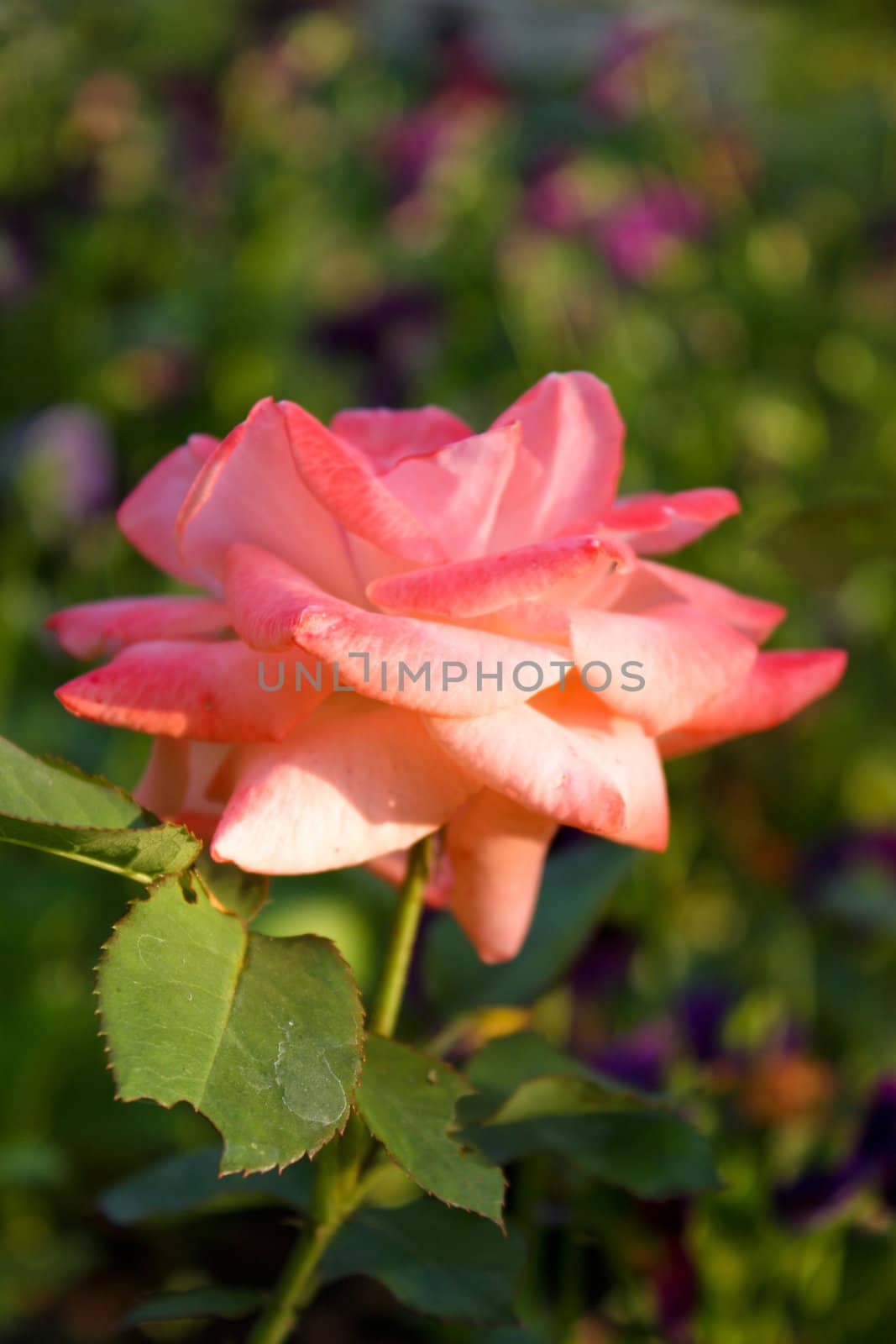 Rose by Lyudmila
