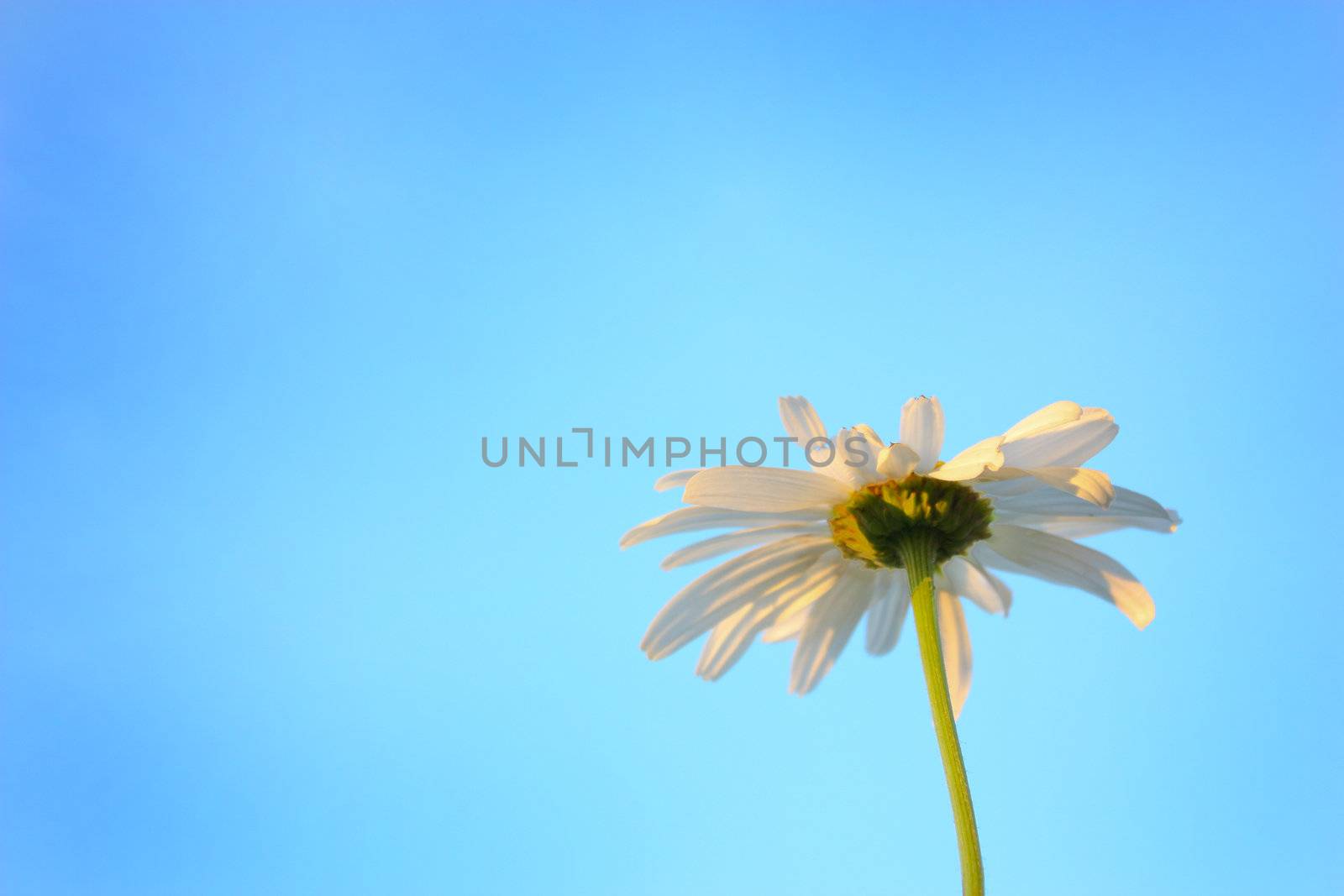 chamomile flower, sky blue, daisy plant, flowering daisies, calyx, petals are white, an annual plant, stem green, inflorescence beautiful