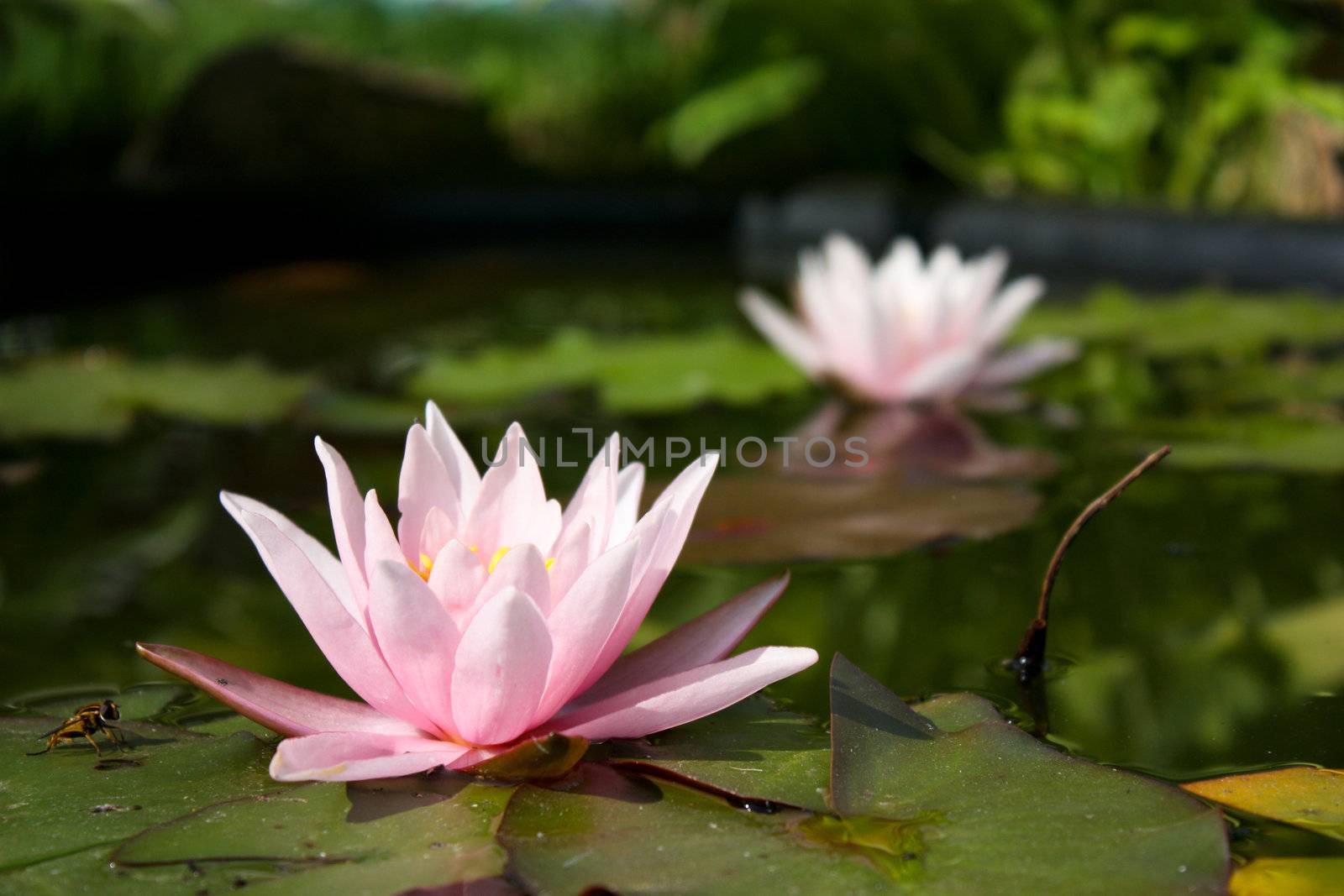 white water lily, lily flower, vegetable, water, lily bloom, calyx, the surface of the pond, the reflection in the water, the petals of lily, rose petals, a perennial plant, water plant