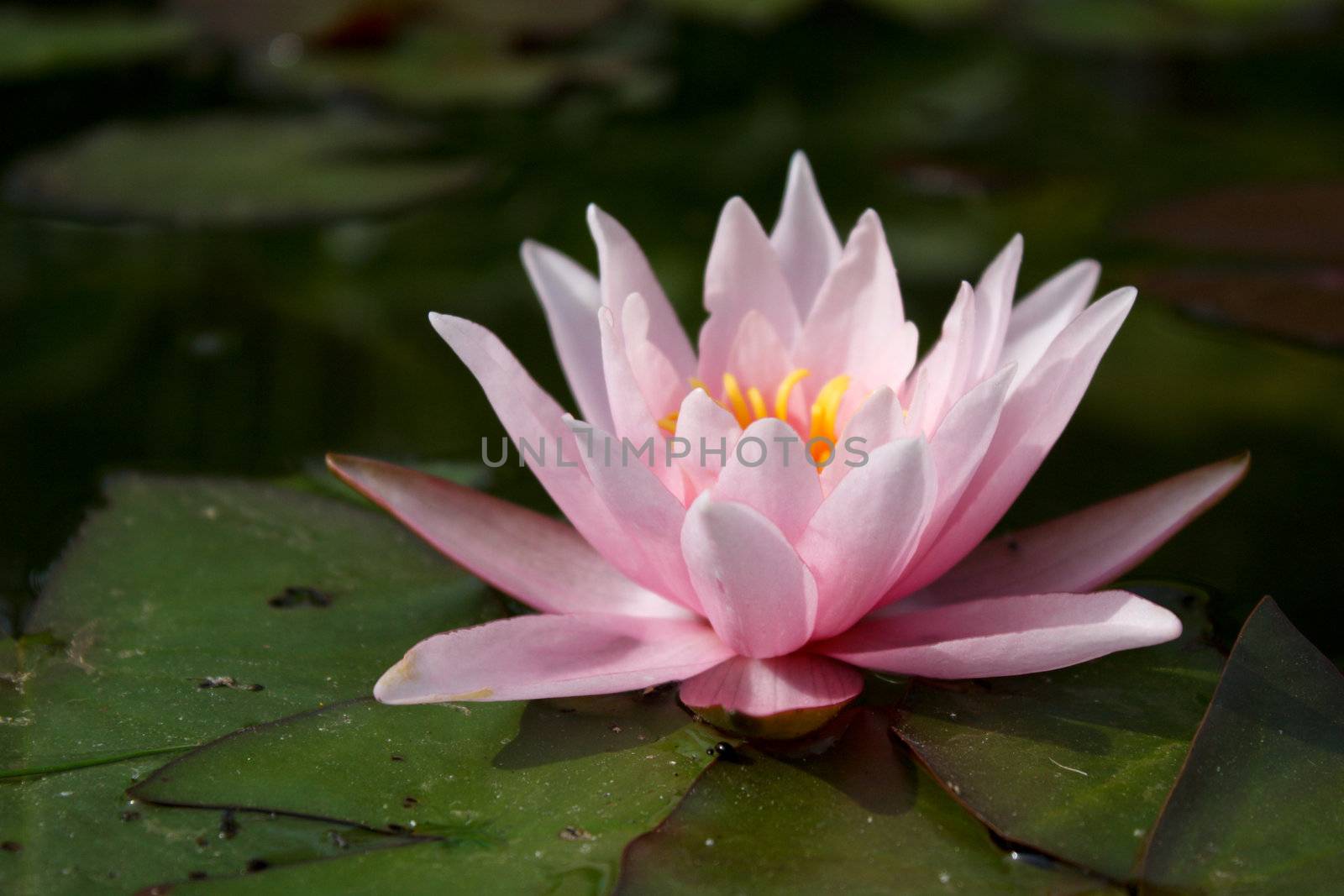 white water lily, lily flower, vegetable, water, lily bloom, calyx, the surface of the pond, the reflection in the water, the petals of lily, rose petals, a perennial plant, water plant