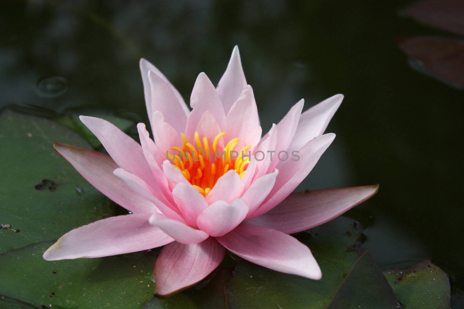 white water lily, lily flower, vegetable, water, lily bloom, calyx, the surface of the pond, the reflection in the water, the petals of lily, rose petals, a perennial plant, water plant