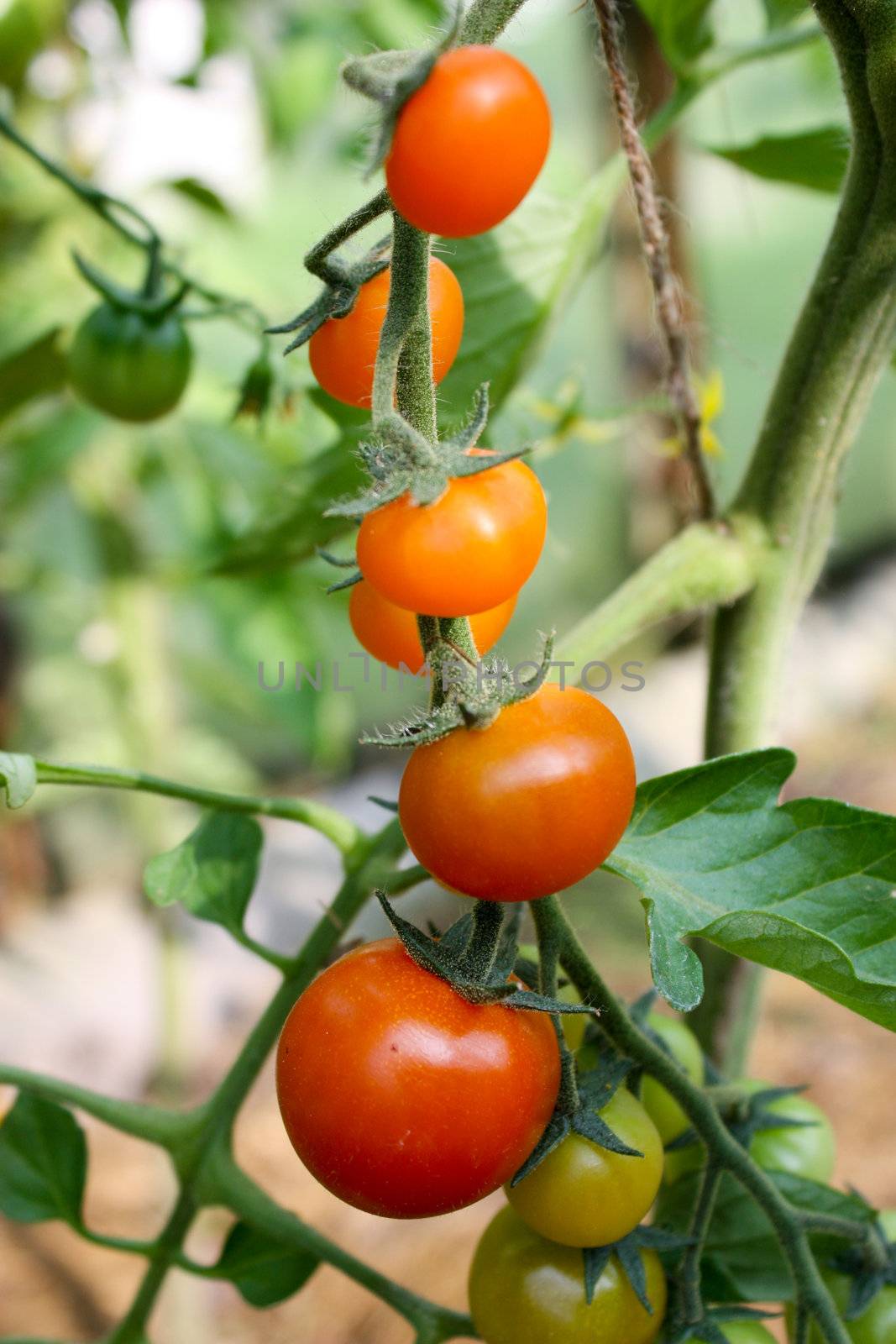tomatoes on a branch, red tomatoes, green tomatoes, ripe and unripe, ripening tomatoes, new crop, grow tomatoes, hang on a branch, fresh tomatoes