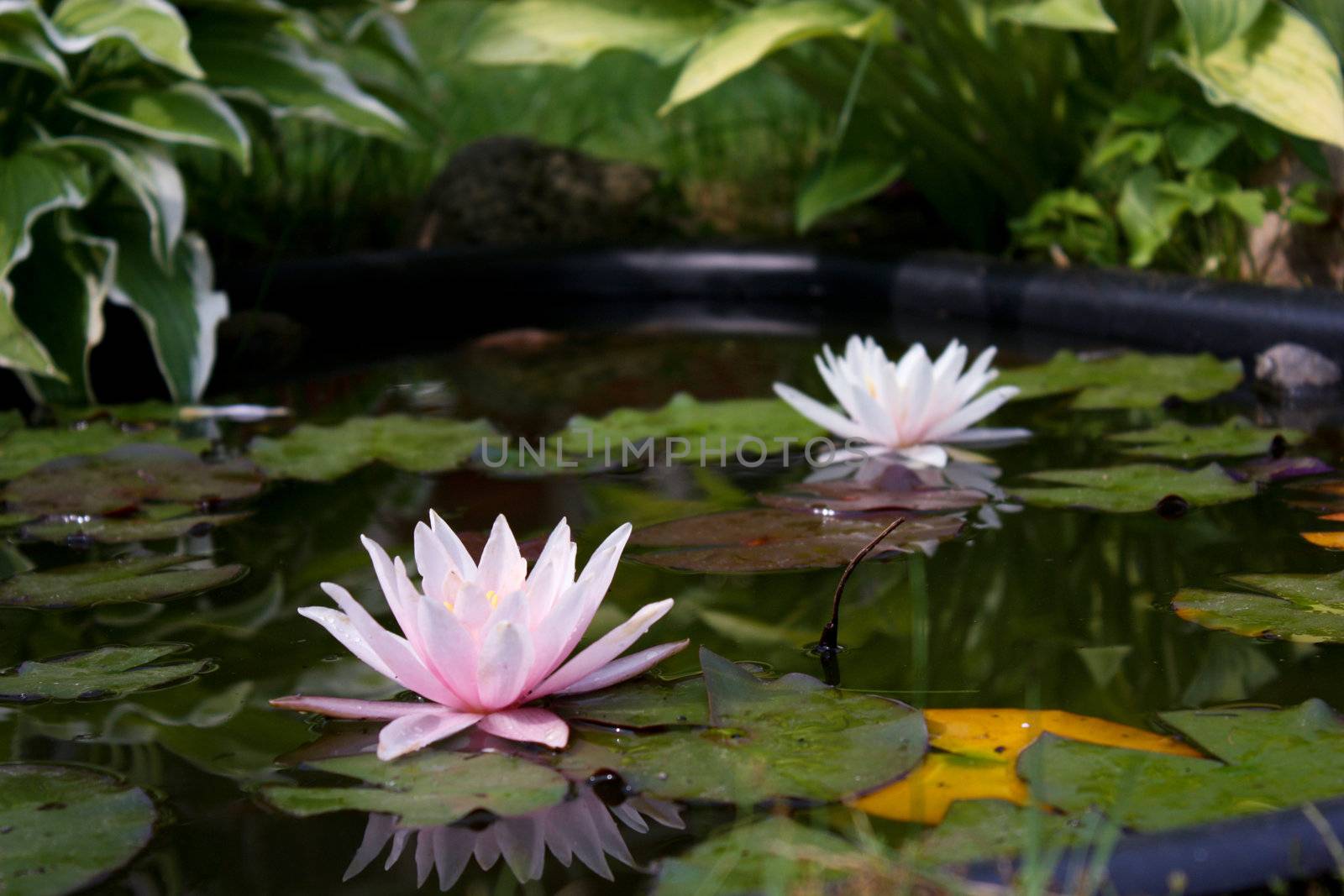 white water lily, lily flower, vegetable, water, lily bloom, calyx, the surface of the pond, the reflection in the water, the petals of lily, rose petals, a perennial plant, water plant