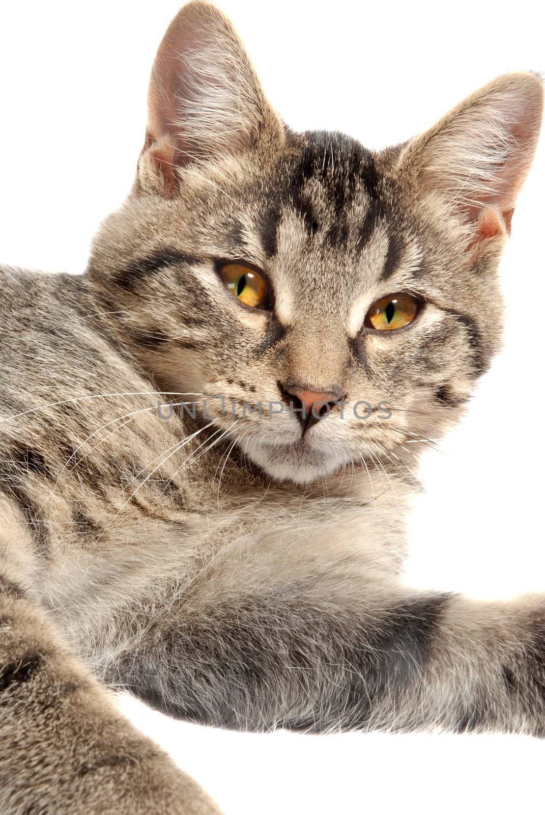 Cute tabby with yellow eyes close up on white