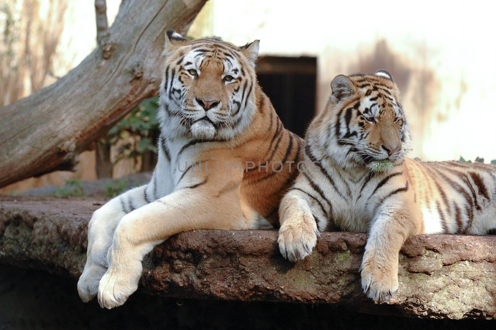 Tigers resting in the shade