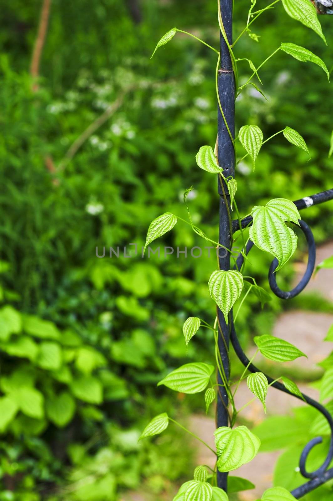 Closeup on green yam vine climbing on wrought iron arbor
