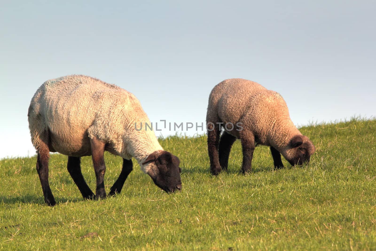 sheep and lamb on a meadow