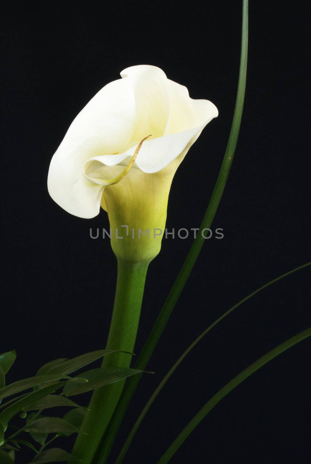 A magnificent Calla Lily flower with greens, isolated on black background.