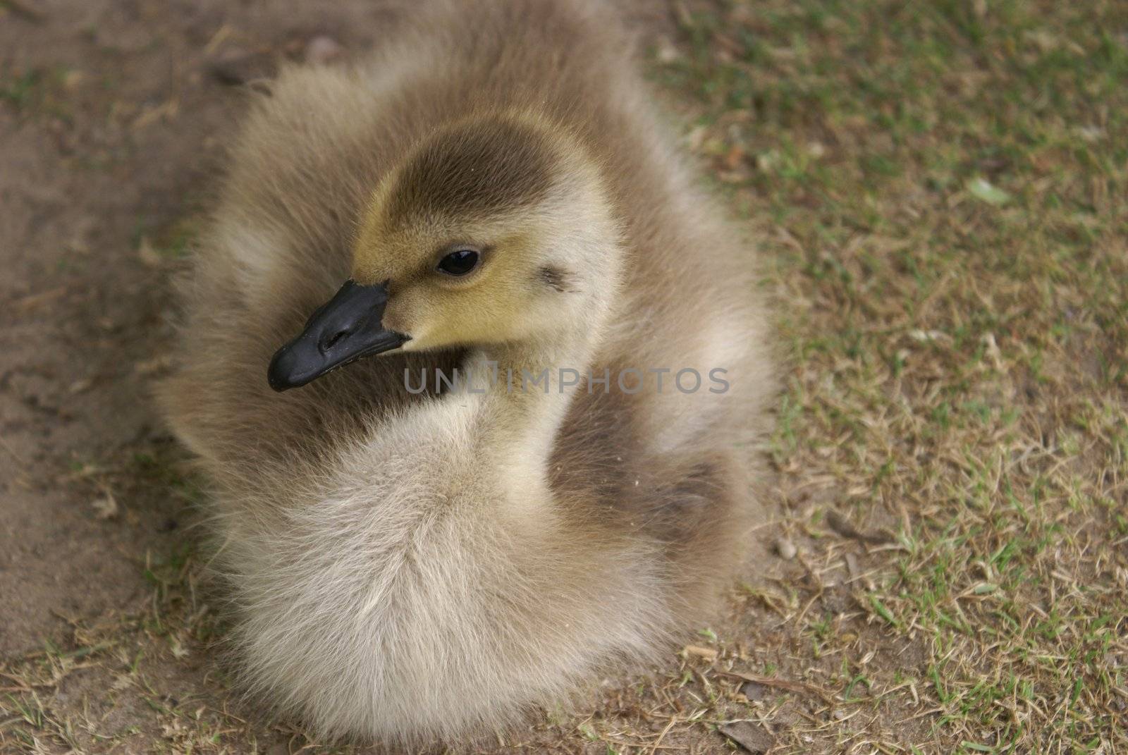 A baby Canadian Goose sitting on the grass.