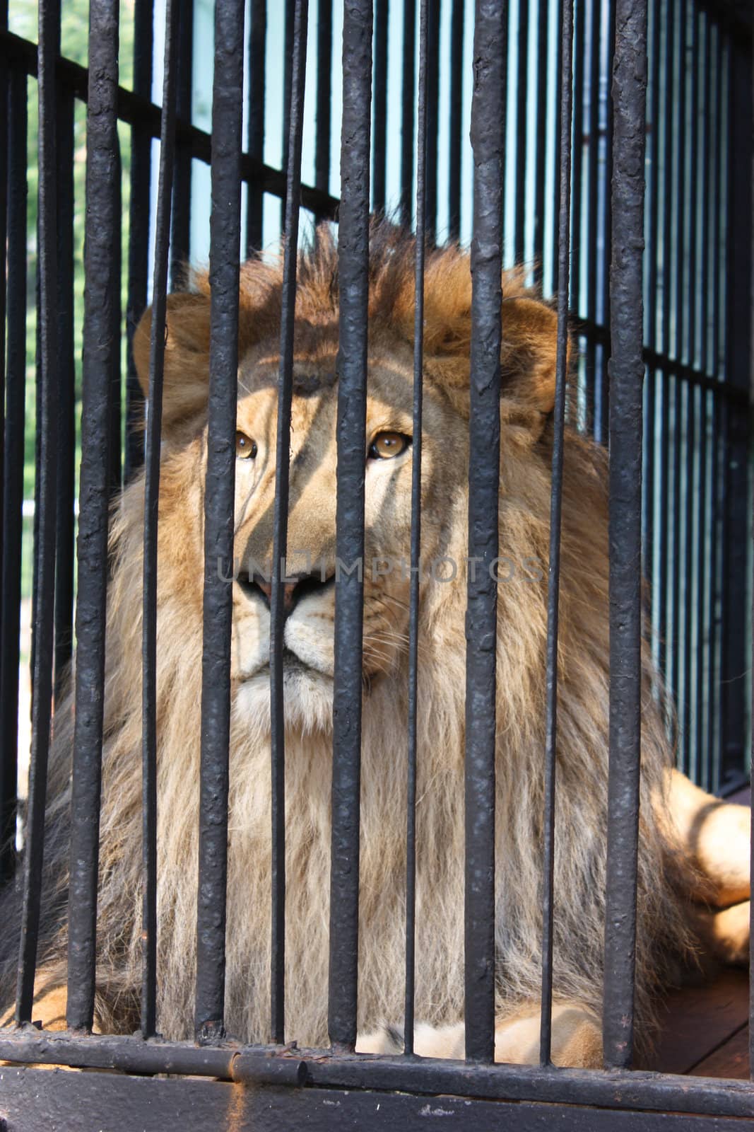 lion in a cage, a luxurious mane, lying in a cage bars of the cage, watching a lion watching predator resting lion, a big nose, yellow eye, a predator in captivity