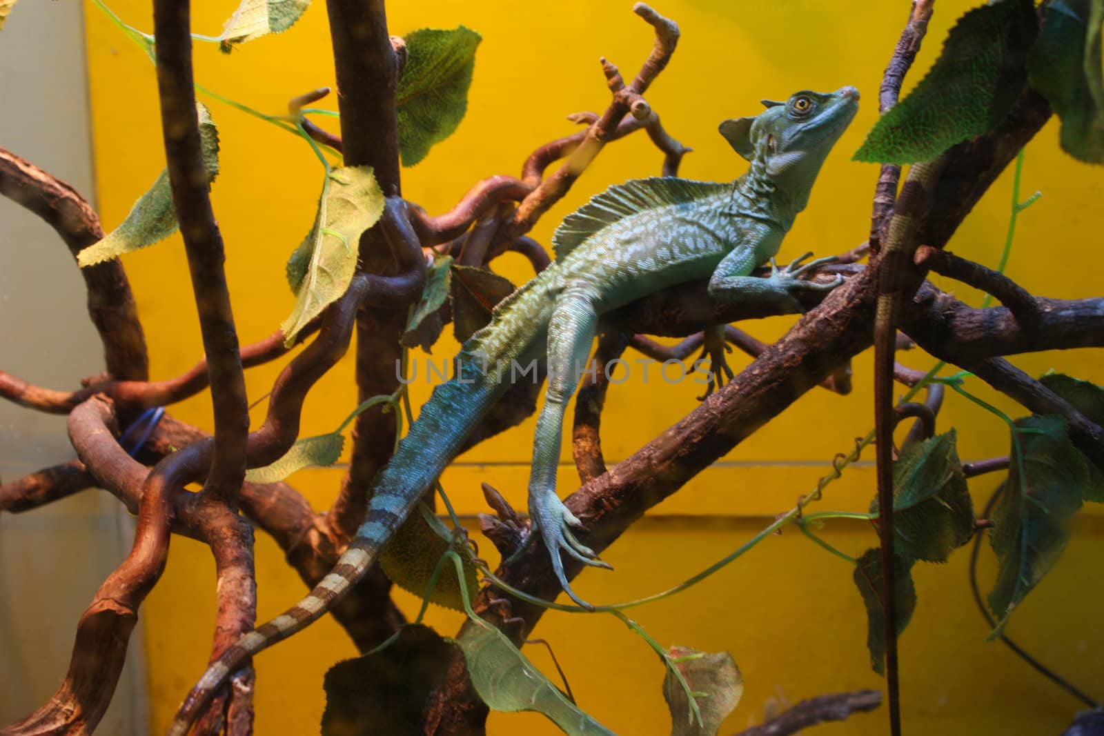 beautiful lizard, lying down and watching, watching on a branch near her scales in the lizard, lizard sits, eyes and feet