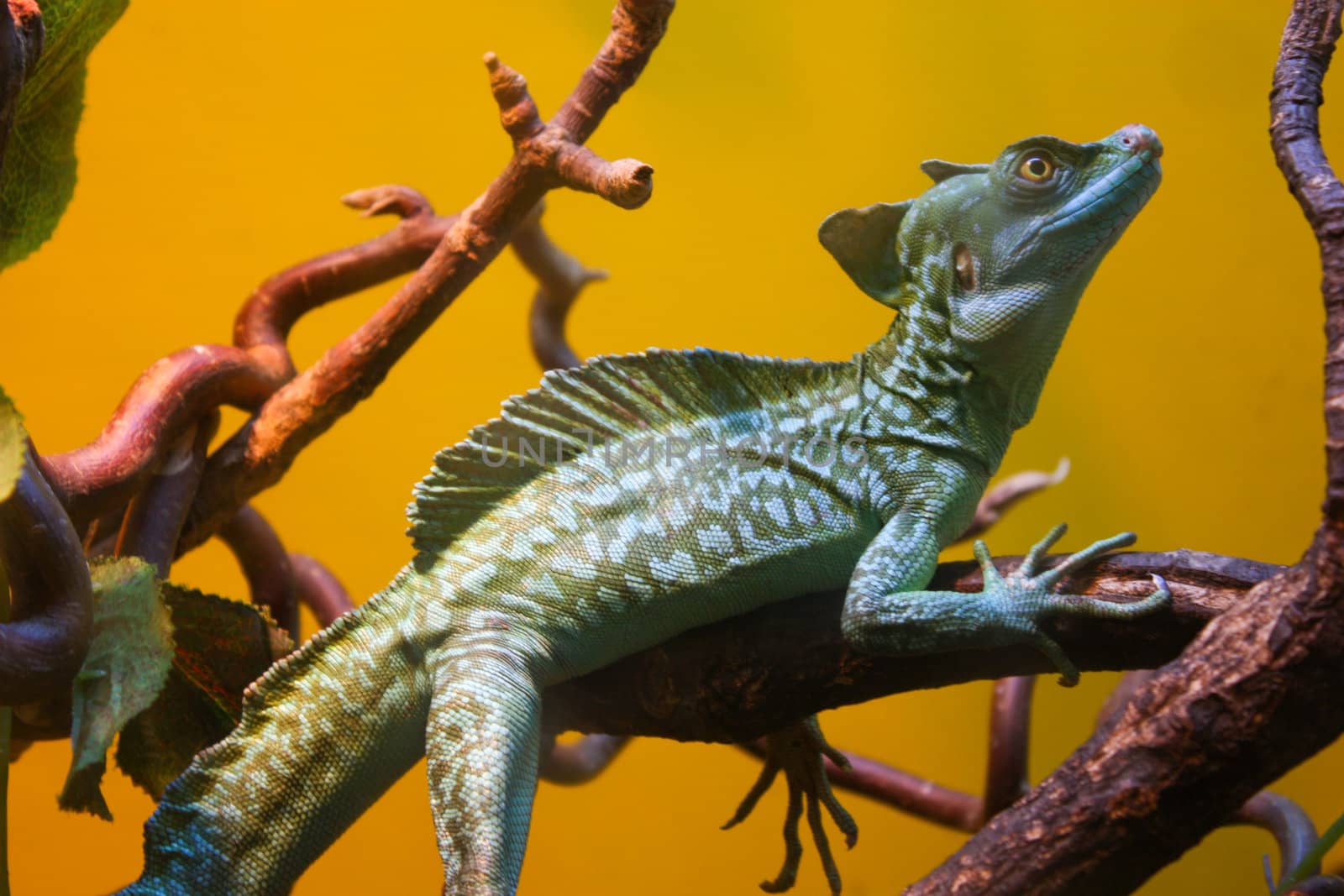 beautiful lizard, lying down and watching, watching on a branch near her scales in the lizard, lizard sits, eyes and feet