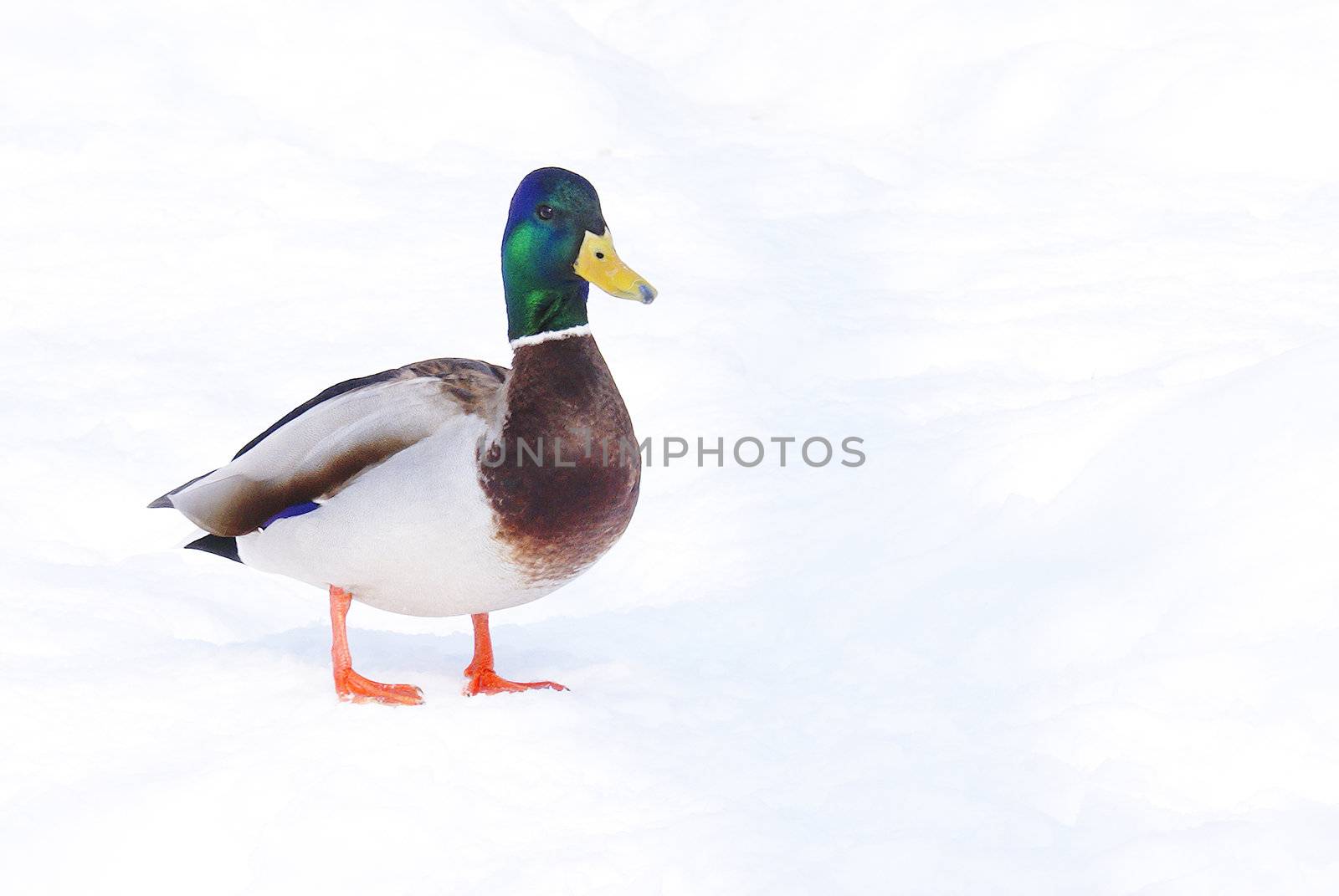 A male mallard duck stands in the midst of winter.