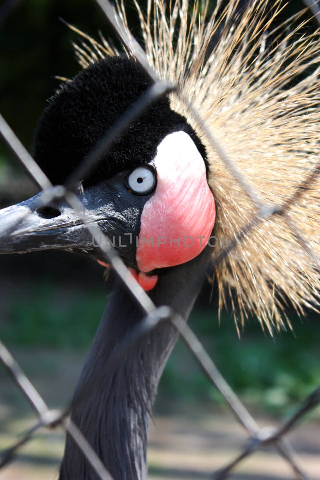 bird watching, watching close, attentive eyes, long neck, in a cage, a large head, beak length, bushy crest, feathers beautiful