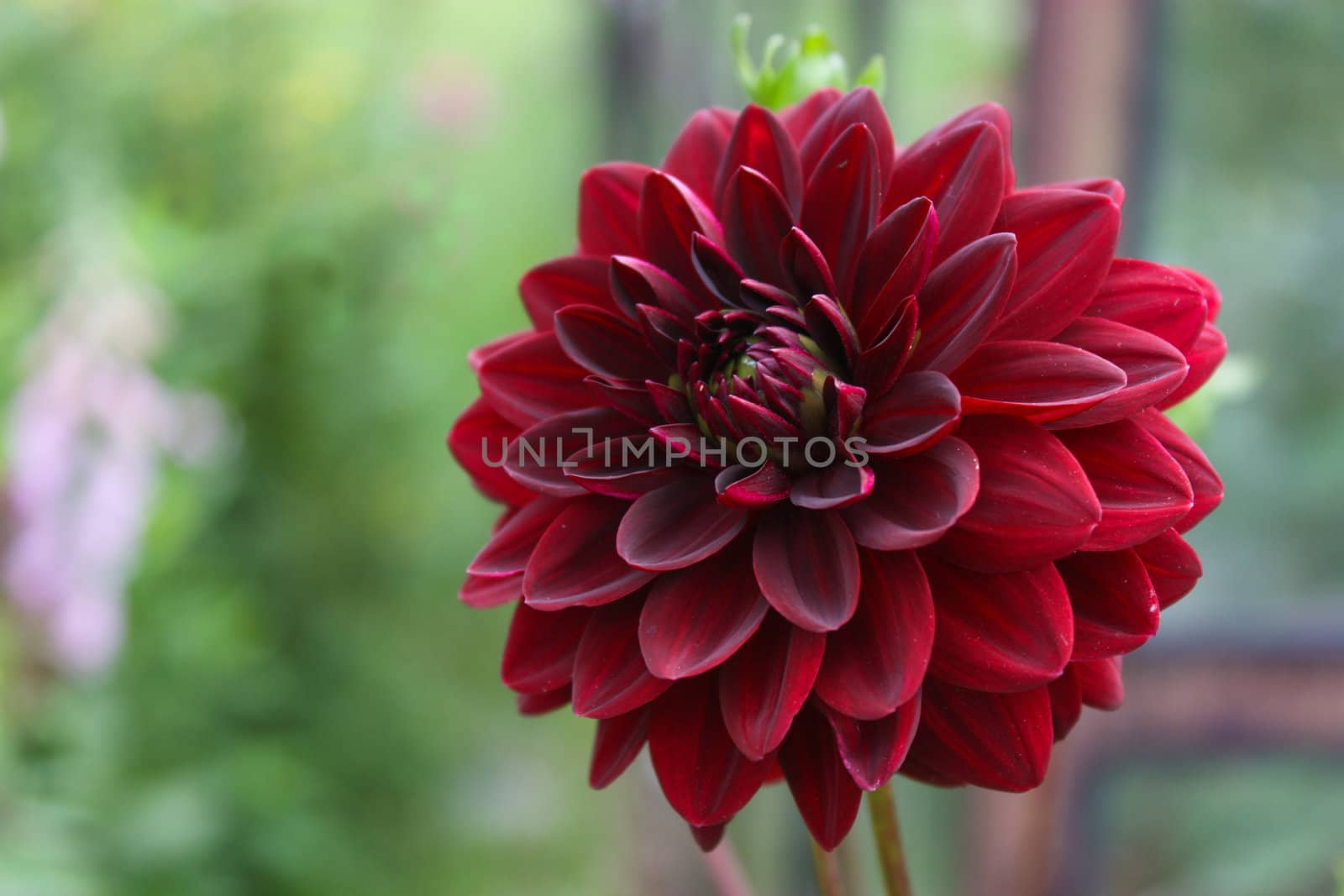 beautiful flower, a lot of petals, large flower, close to us, grows in nature, blooms in summer, bright red