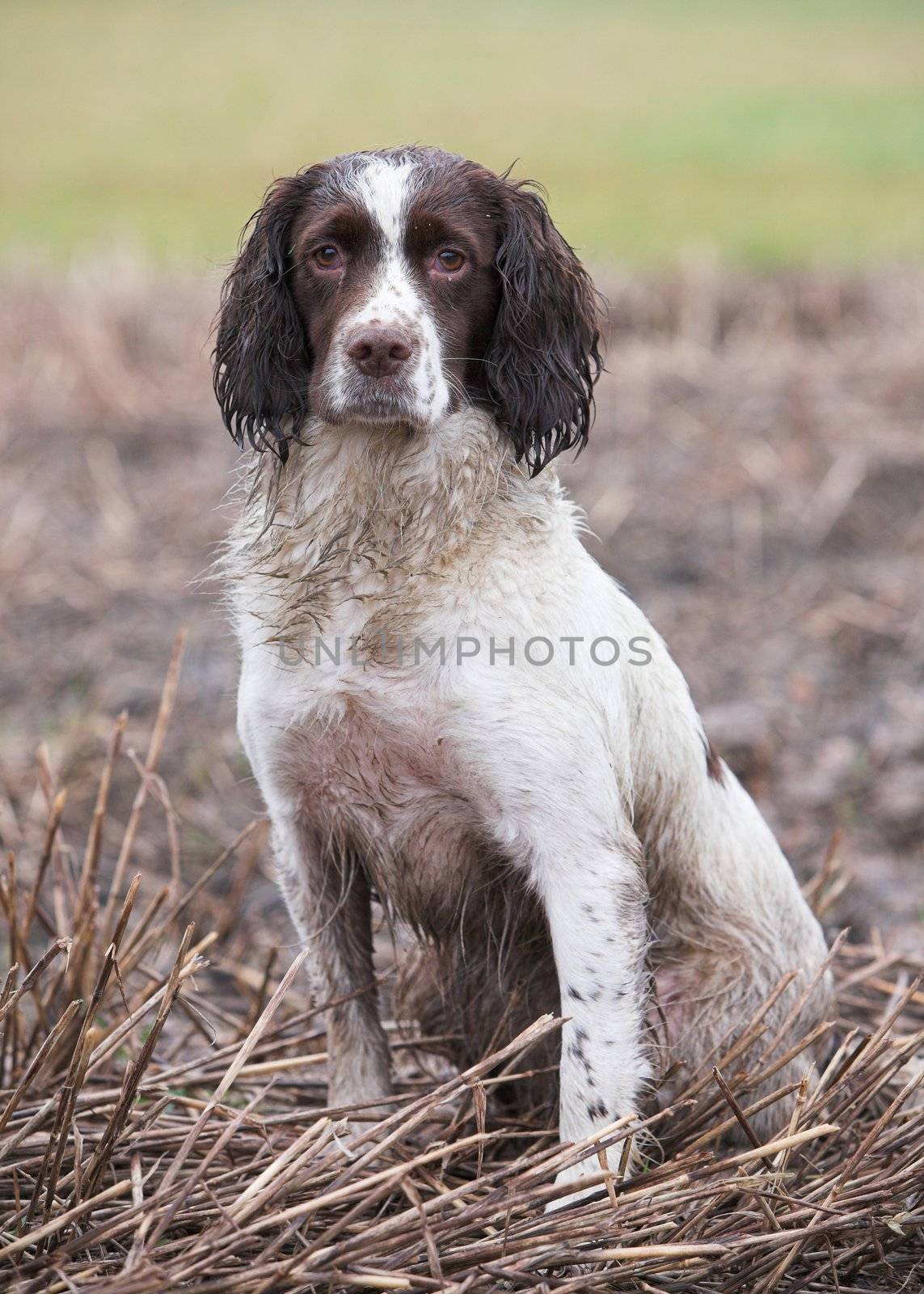 Springer Spaniel Gundog by grandaded