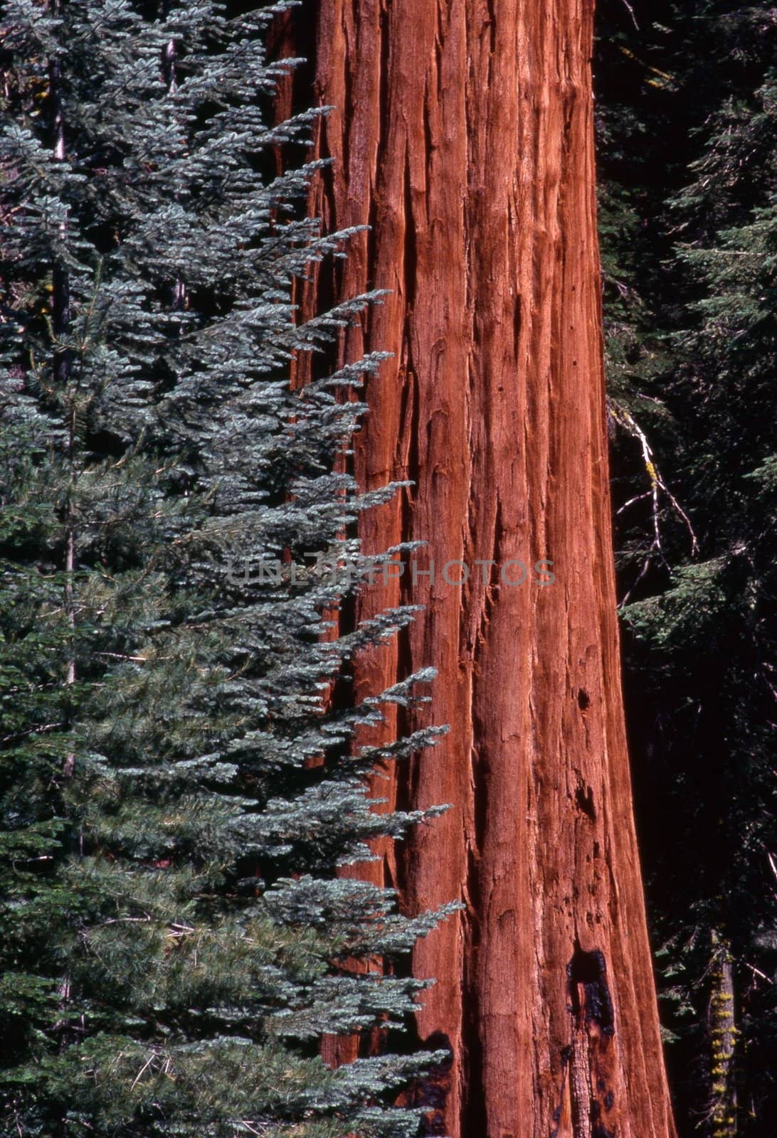 Sequoia, California by jol66