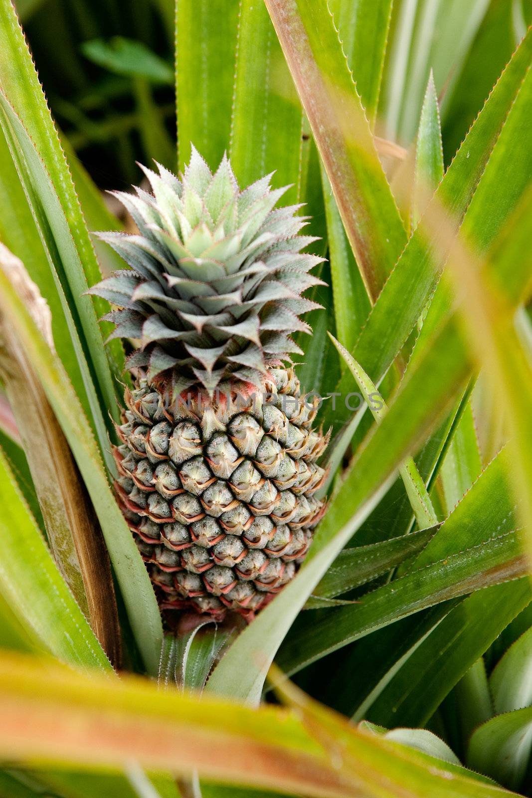 Pineapple on the plant