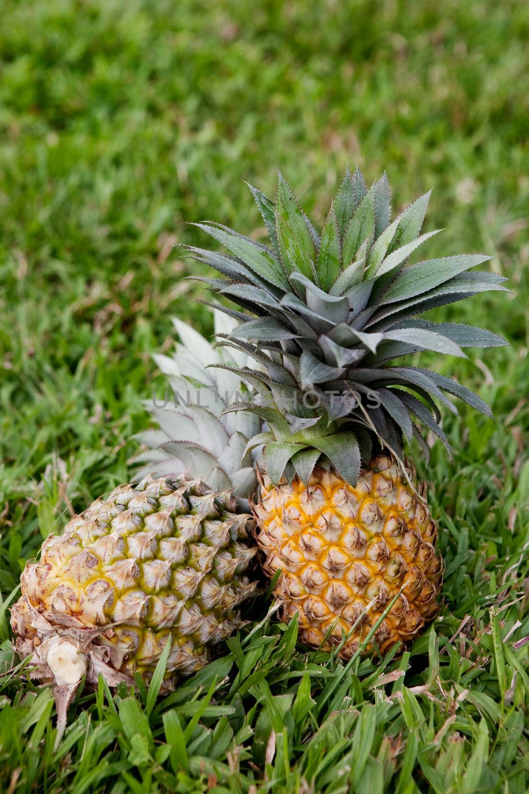 Two freshly picked pineapples in grass