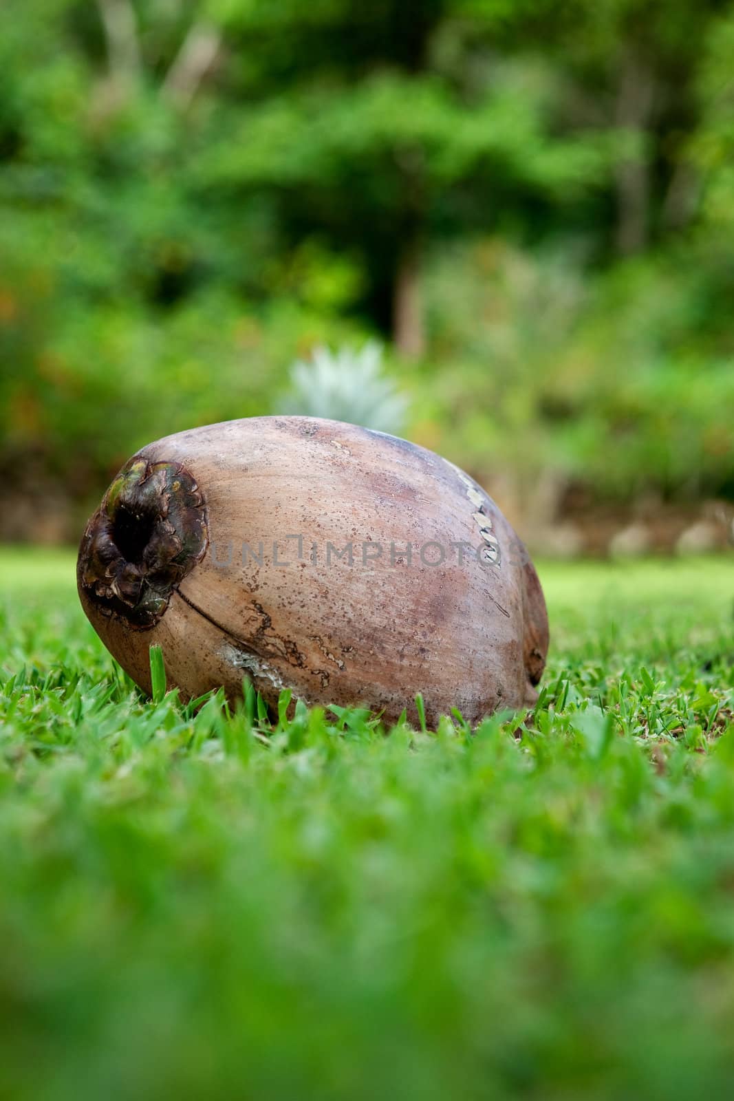 A coconut fallen on the grass