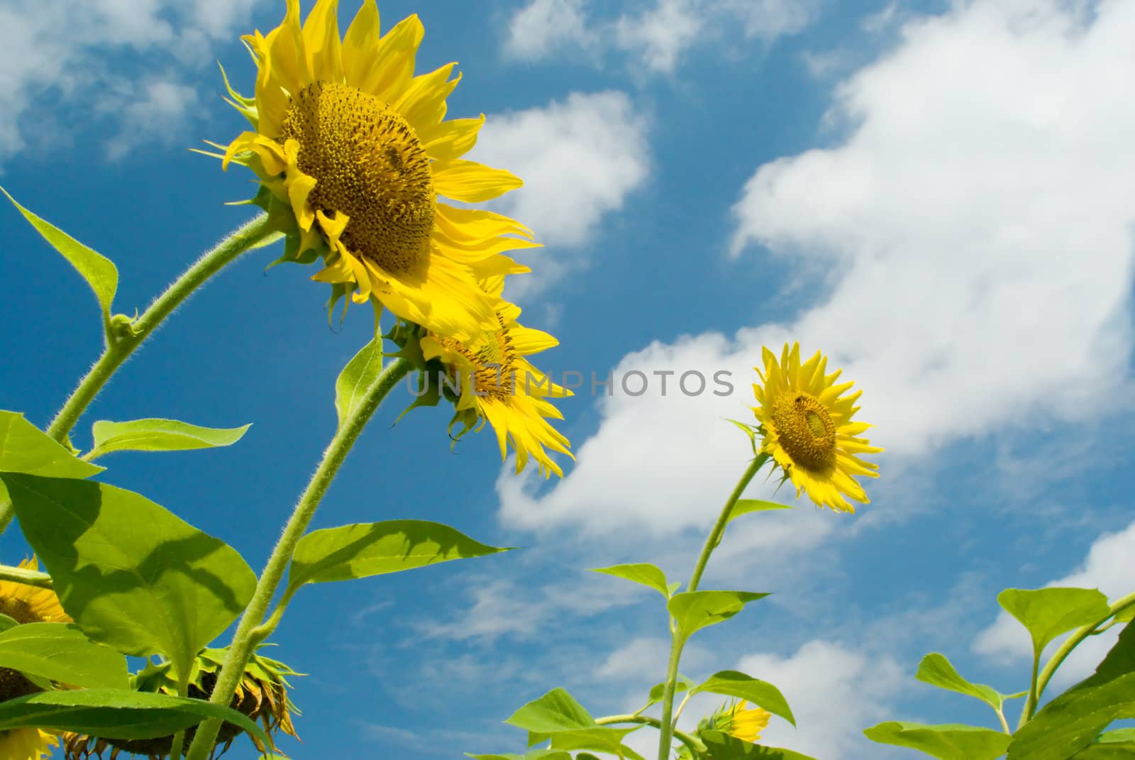 Three sunflowers against the sky with clouds