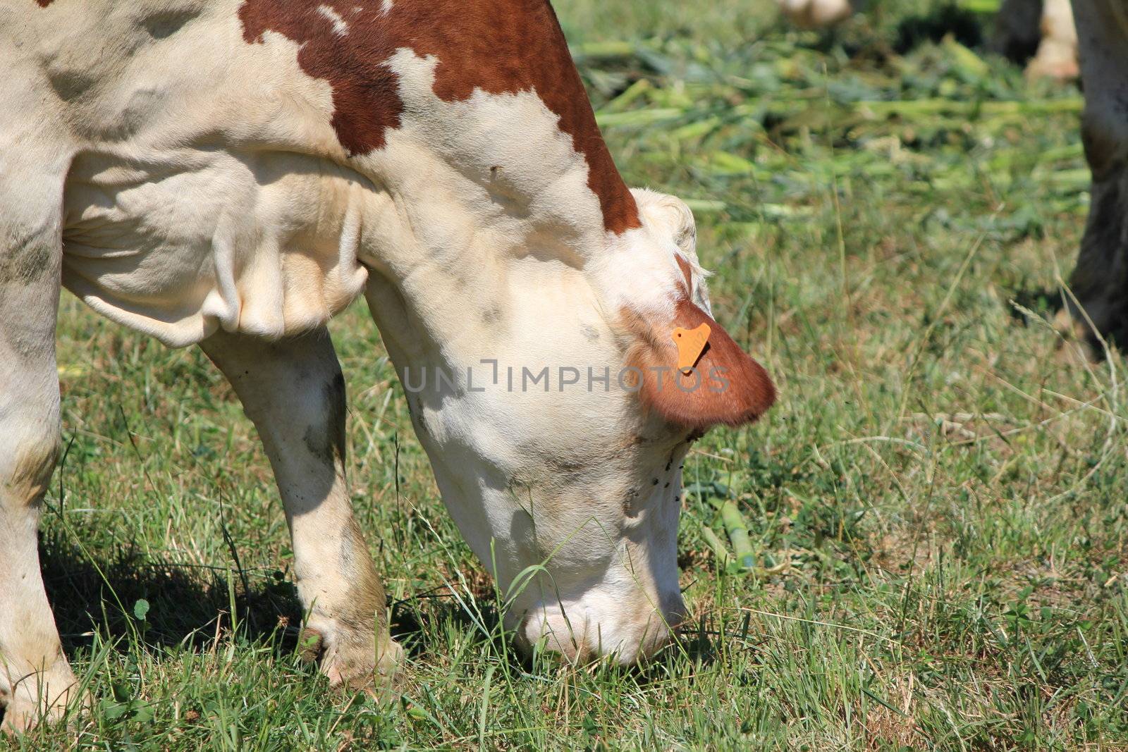 A cow which eats of the grass