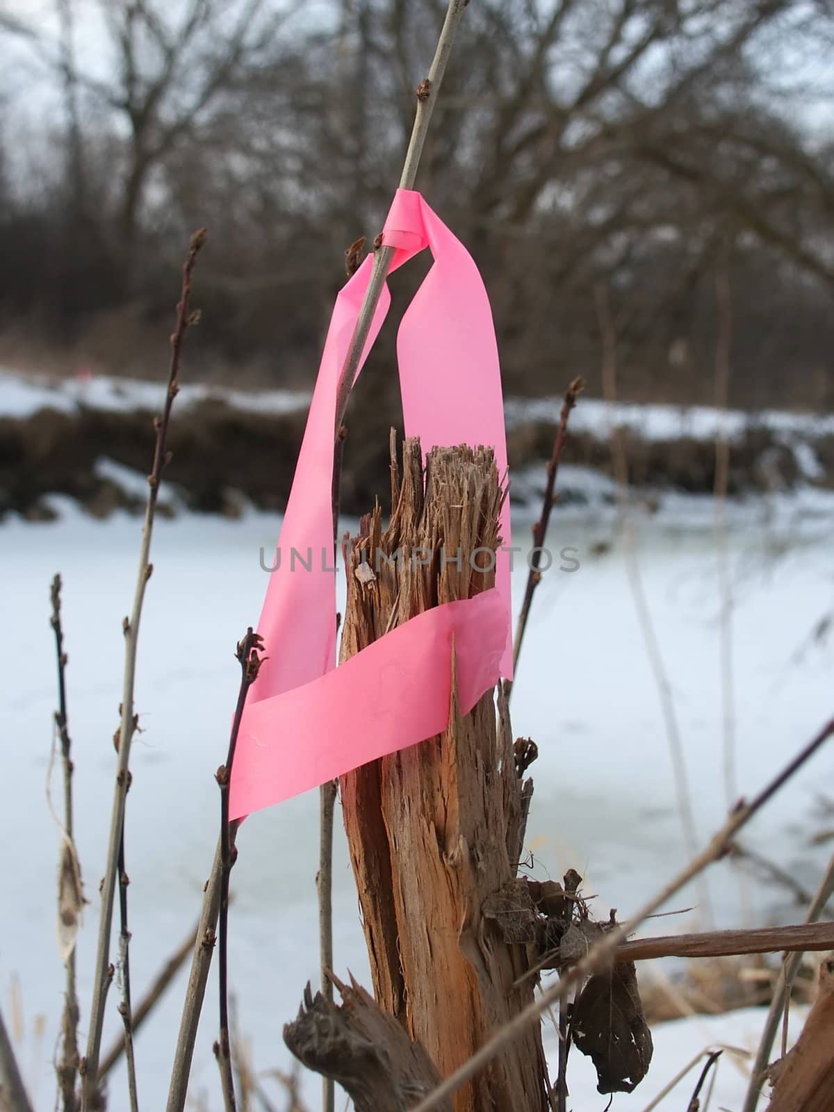 Pink boundary flagging on vegetation.