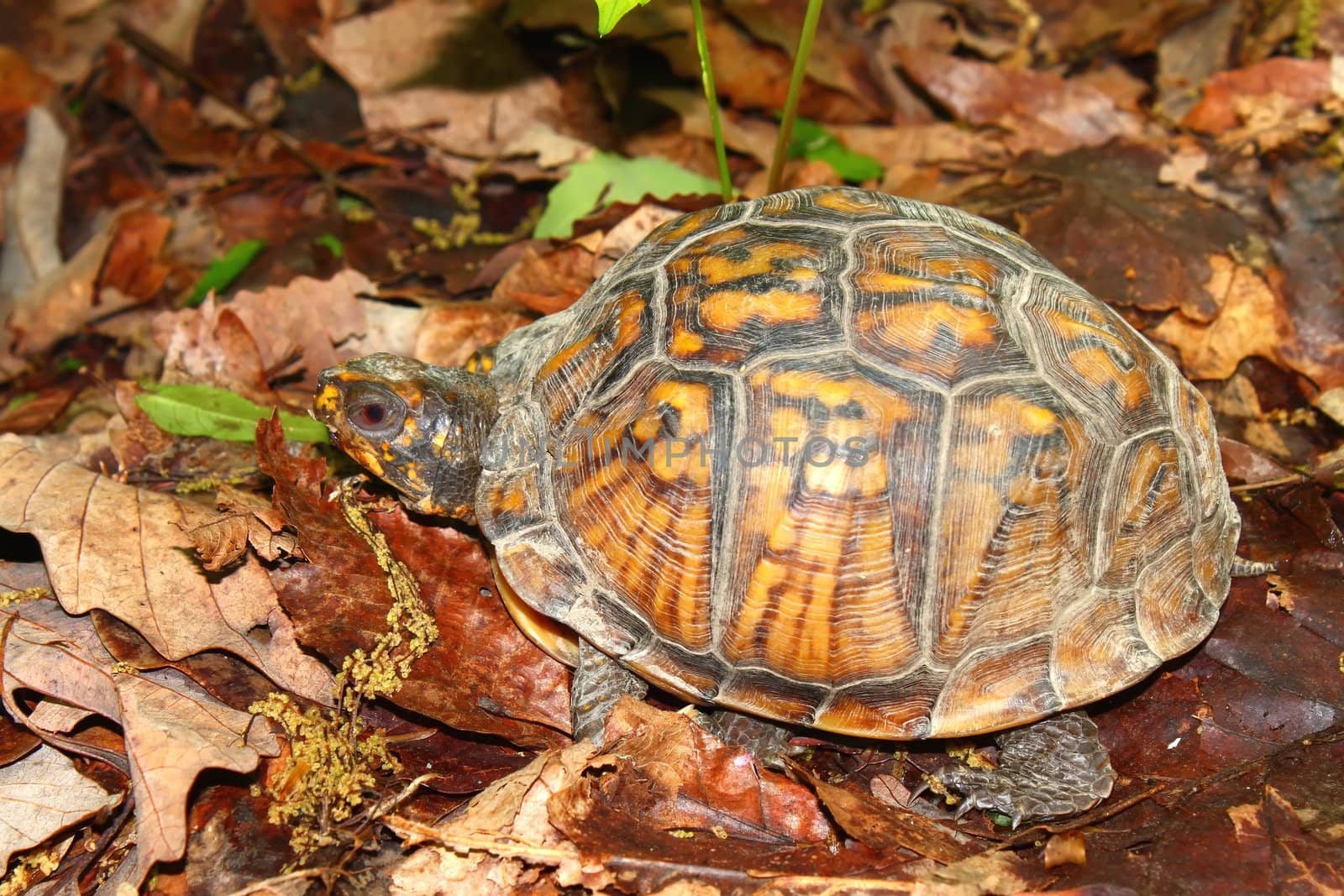 A Box Turtle (Terrapene carolina) at Monte Sano State Park - Alabama.