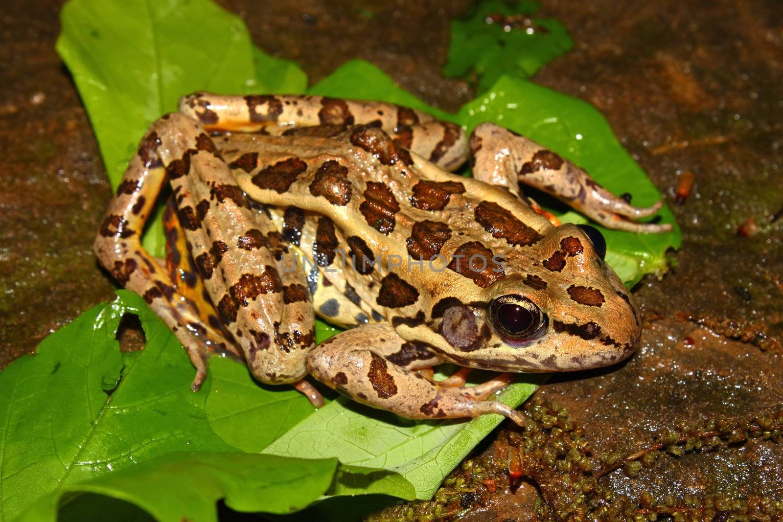 A Pickerel Frog (Rana palustris) surveys the forest floor at Monte Sano State Park, Alabama.