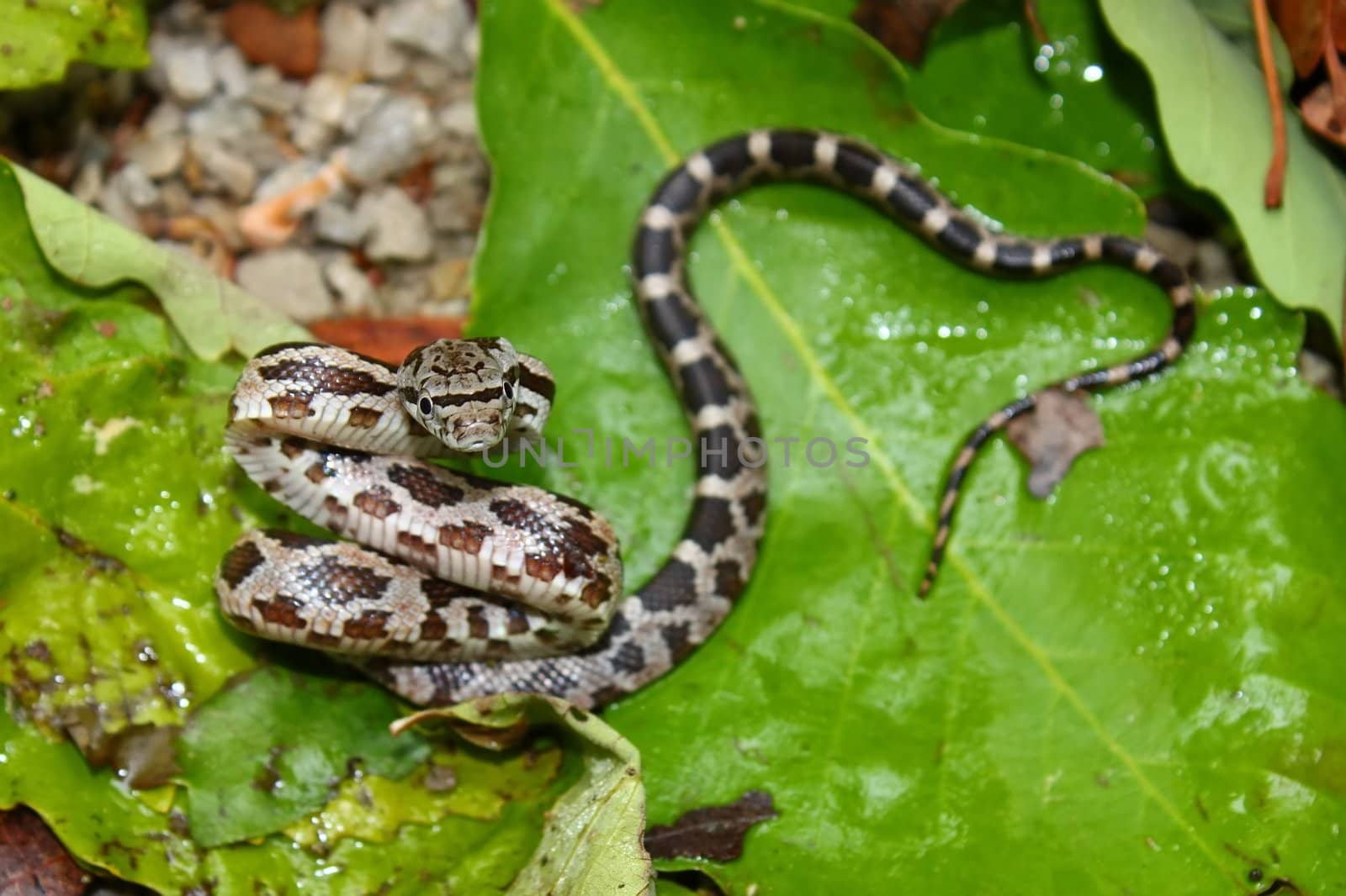 A Gray Rat Snake (Elaphe obsoleta) at Monte Sano State Park in northern Alabama.