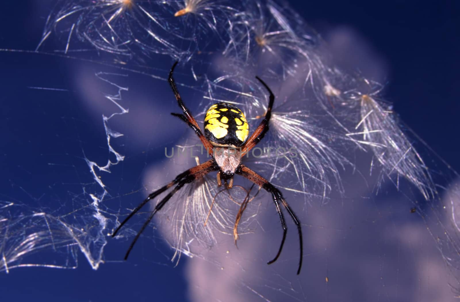 Garden Spider (Argiope aurantia) against the blue sky at Distillery Conservation Area in northern Illinois.