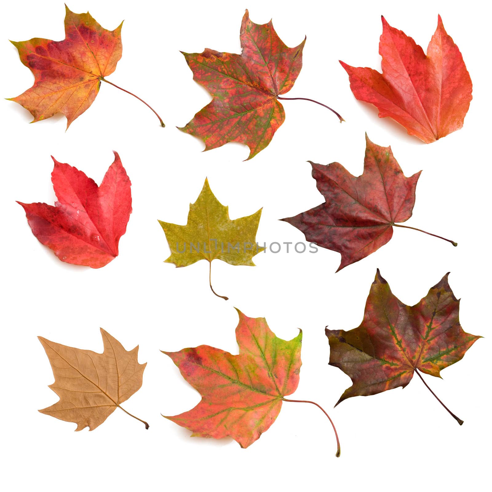 Set of nine autumn leaves