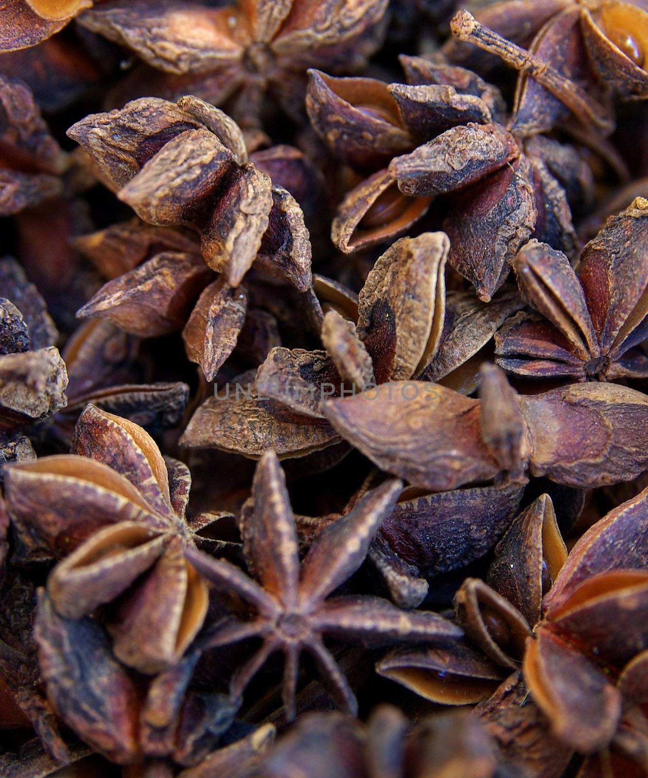 Star anise by FotoFrank