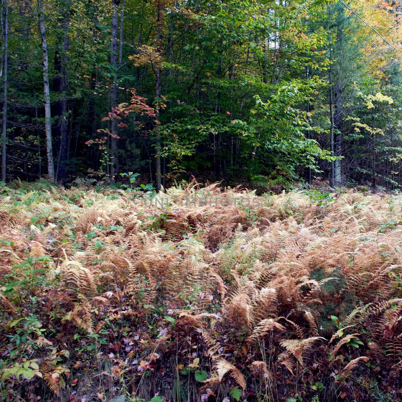 Small town of Ludlow Vermont during foliage season