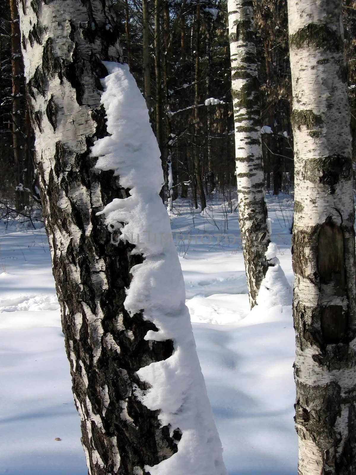 Birches in snow at the winter forest