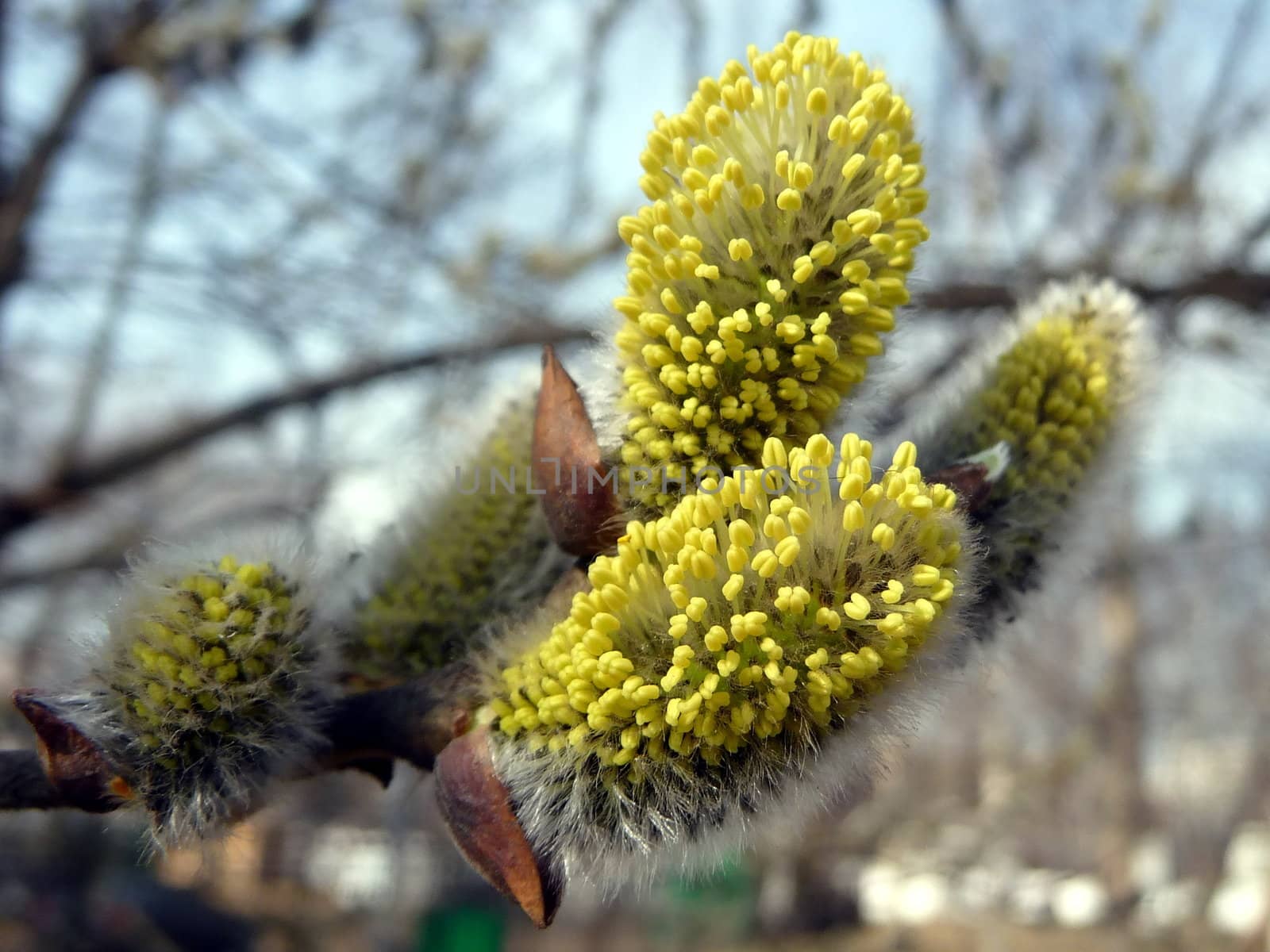 First blossoming branch on a background of blue sky