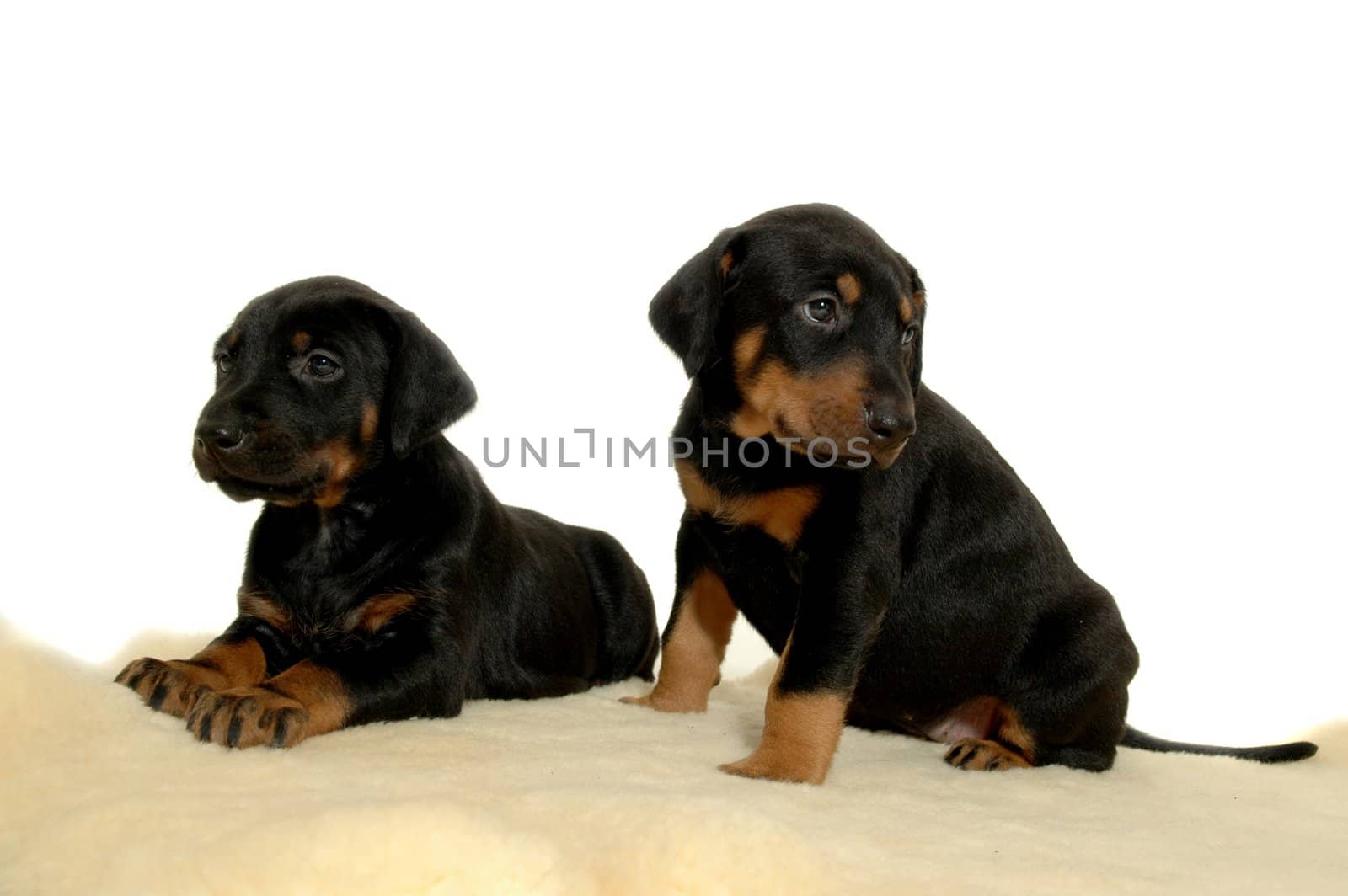 Two sweet puppies on a white background.